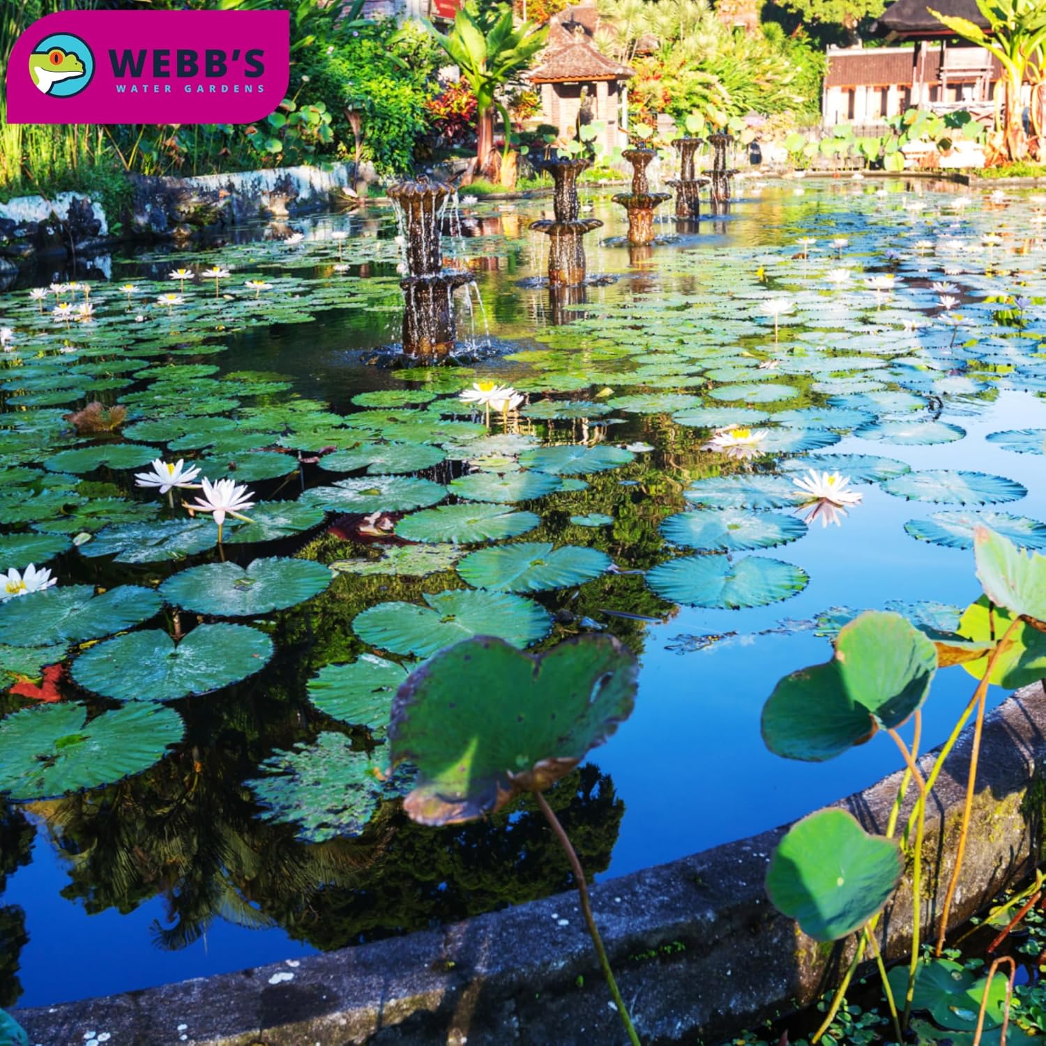 Webb's Water Gardens Pond Maintenance Packets with Barley - Natural Pond Care for Large Ponds & Lakes - Safe for Koi & Fish - 10 Packets - Treats 1/4 Acre for 2.5 Months - 5 lbs