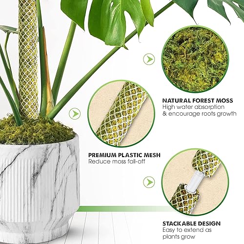 Miniatura 10 de DUSPRO Postes de musgo de malla plana para plantas trepadoras, Monstera, poste de musgo apilable para plantas con musgo real, poste para plantas en