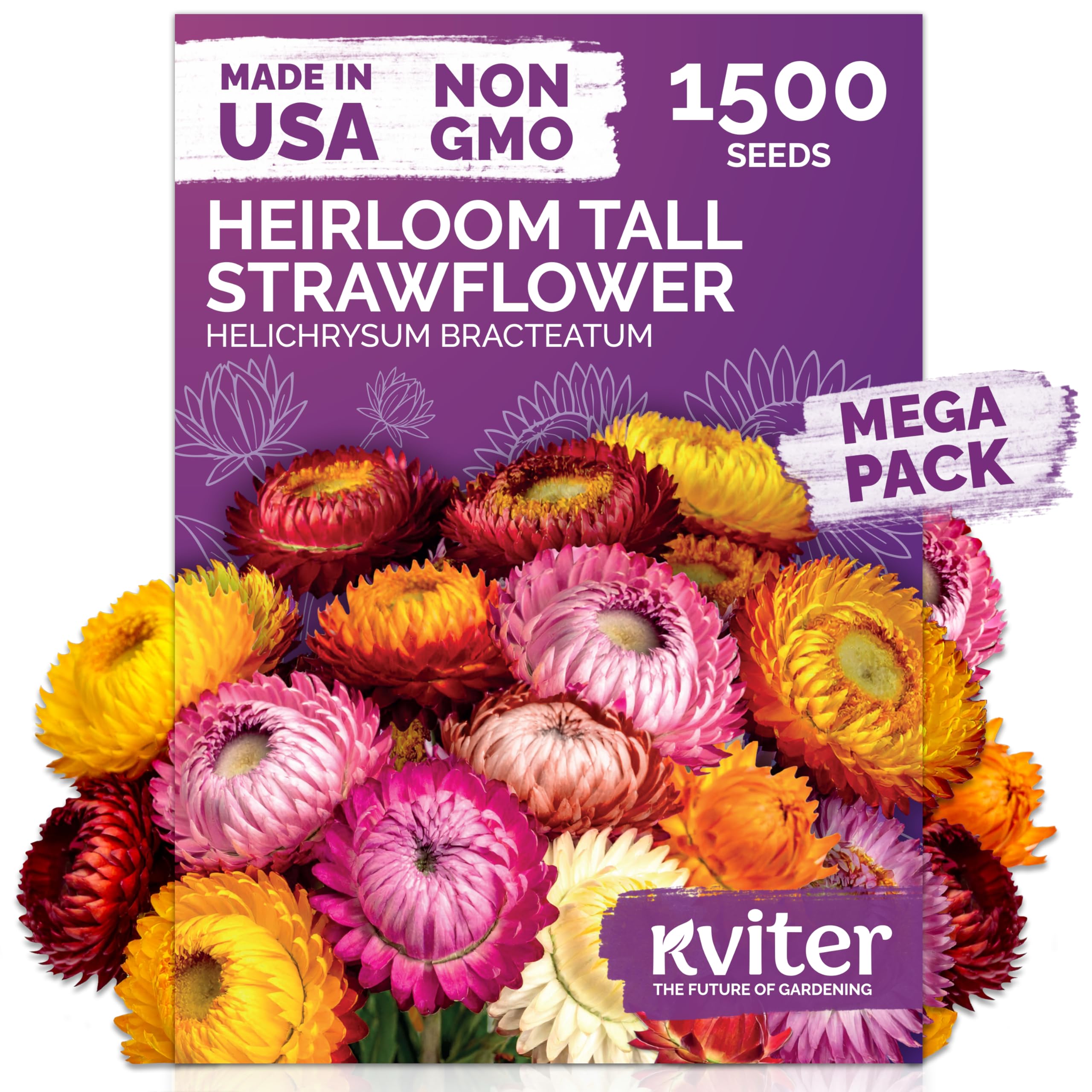 KVITER 1,500 Tall Mix Strawflower Seeds for Planting (Xerochrysum/Helichrysum Bracteatum) — Golden Everlasting Flower, Paper Daisy — Ideal Organic, Heirloom Cut Flower Seeds to Plant Outside & Drying