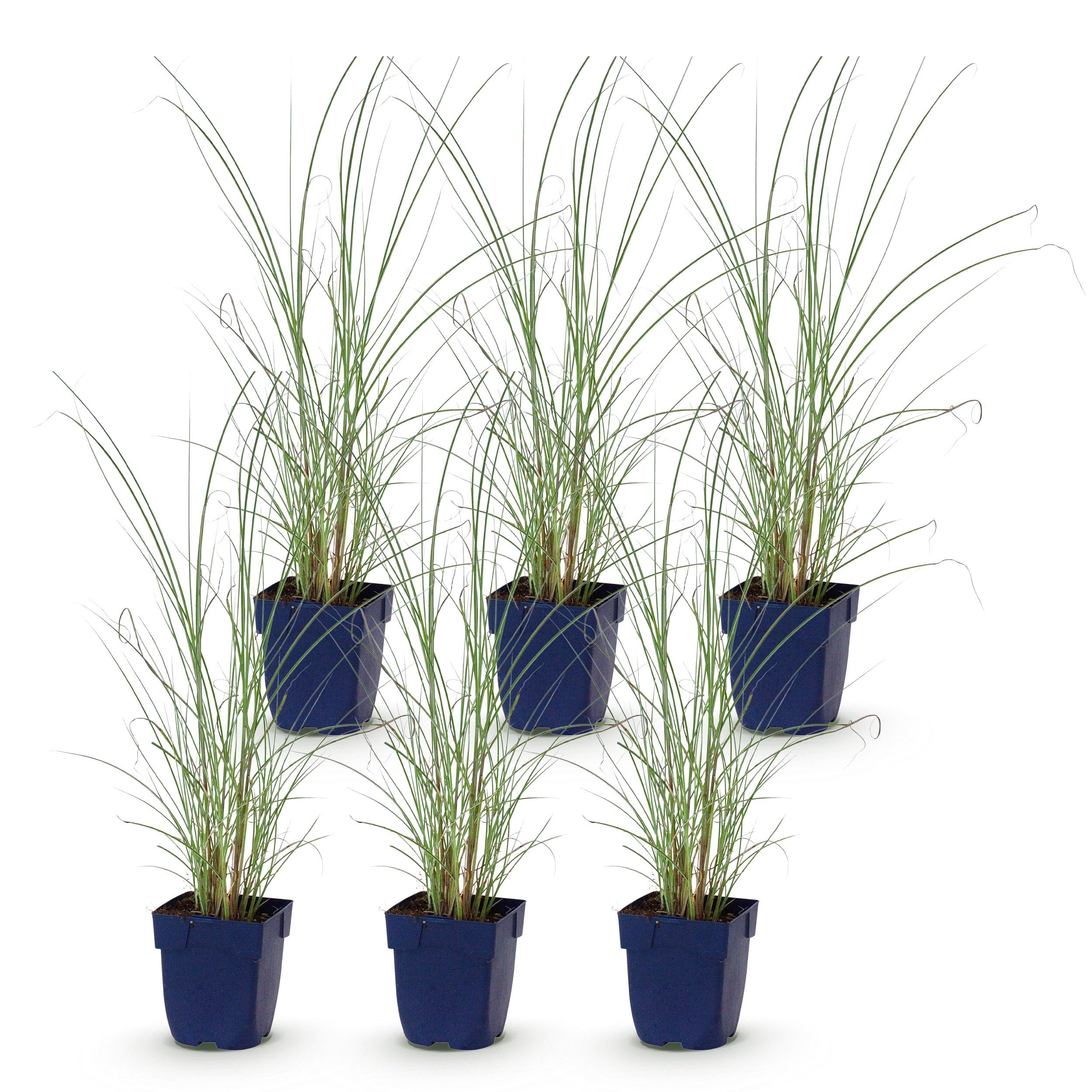 Miscanthus sin. Morning Light – trawa pampasowa – z kłosami – srebrna – 6 roślin - 15-25cm - Ø11cm - Roślina ogrodowa
