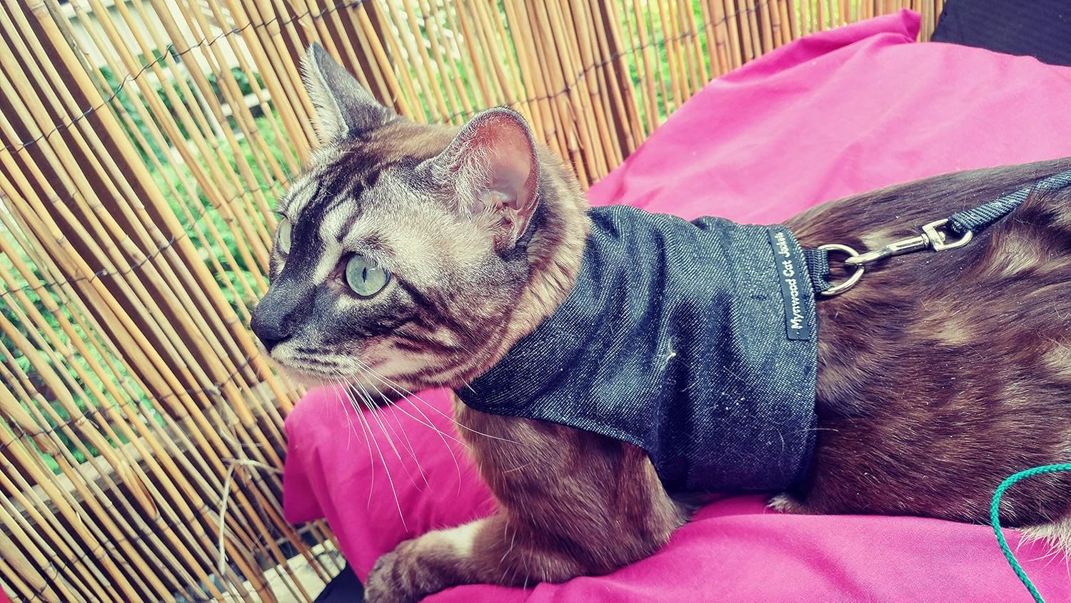 Mynwood Cat Jacket/Harness Plain Fabric Adult Cat or Kitten (High viz Yellow Adult)