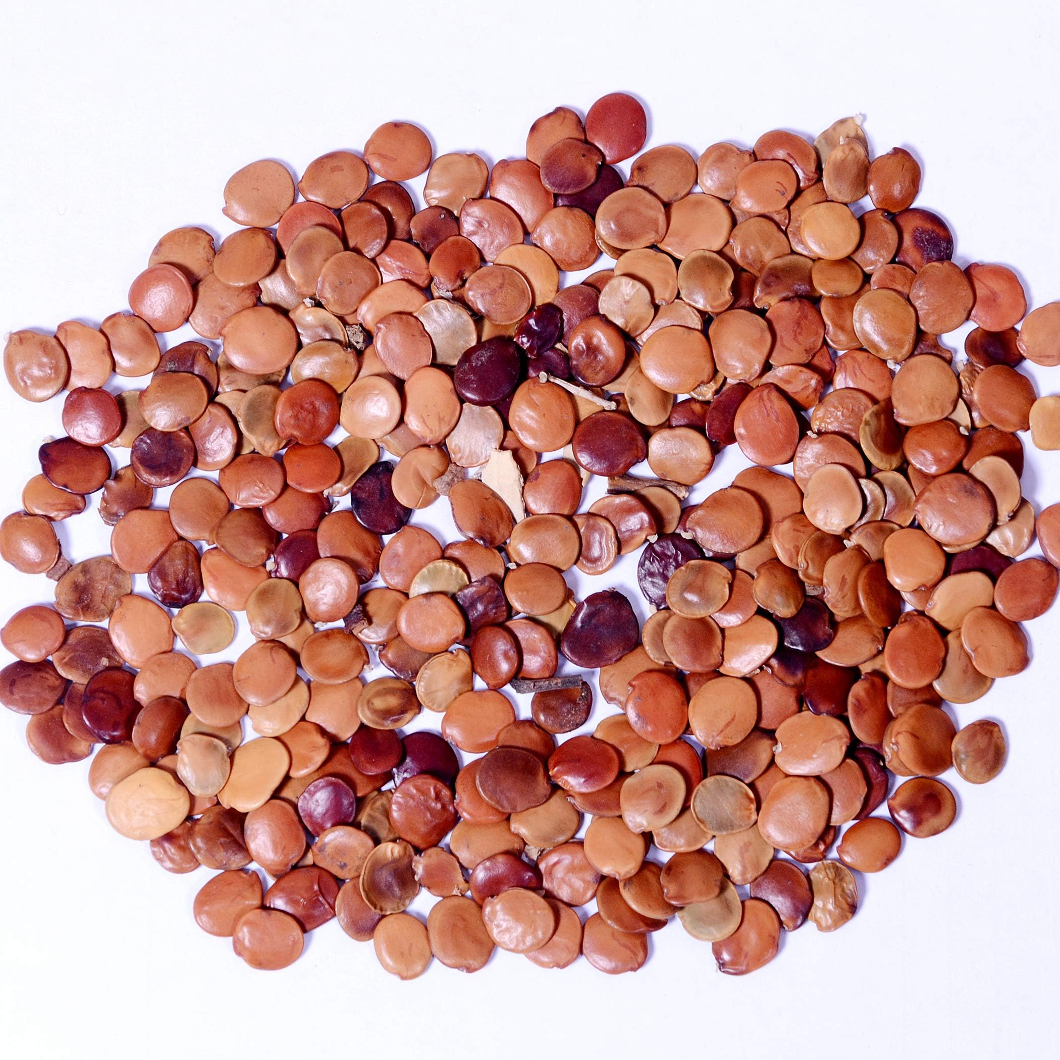 Gliricidia Seed - (Gliricidia sepium seeds),gliricidia tree seeds,gliricidia,gliricidia sepium fodder seeds, Live fencing tree seeds- Pack of 50 g