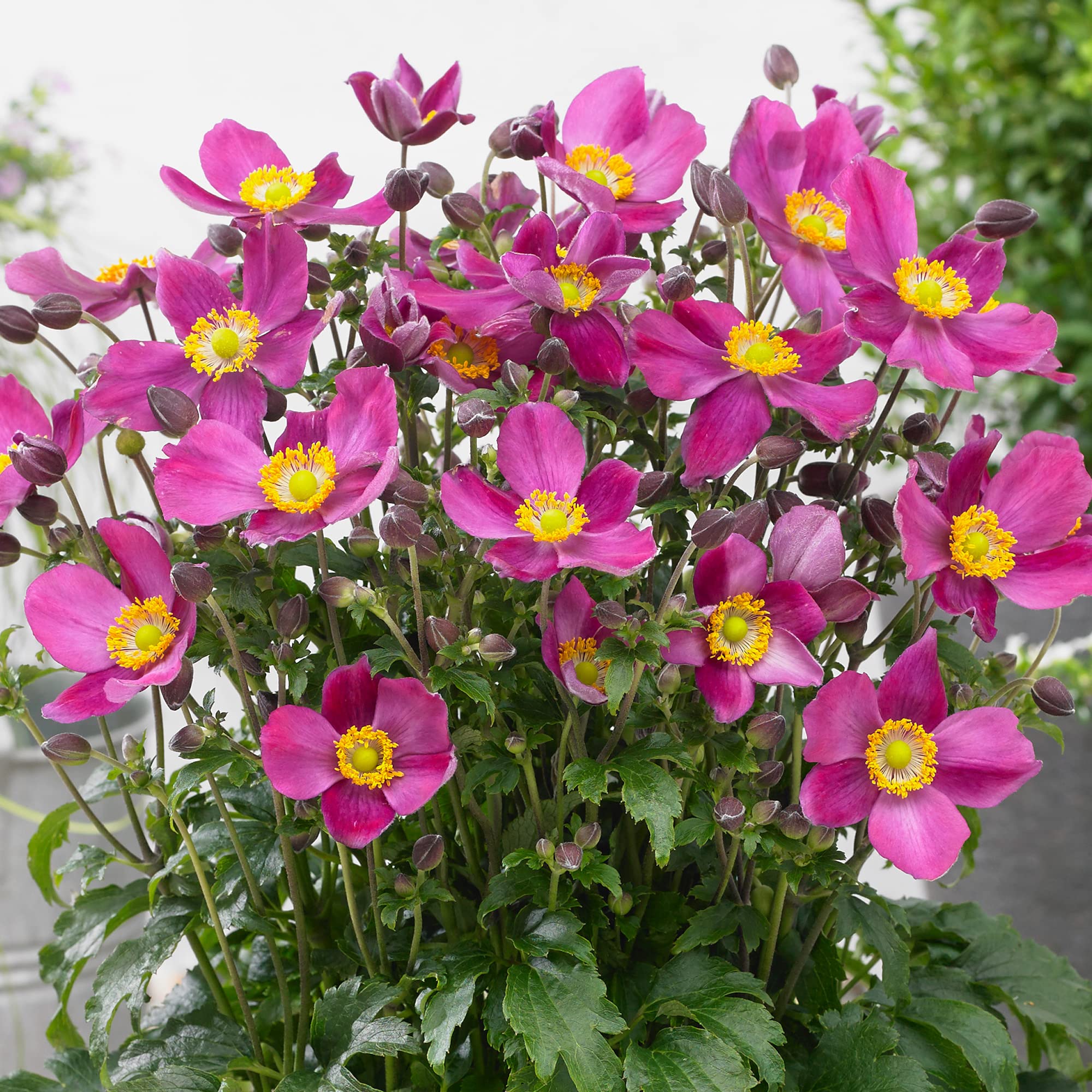 Anemone Plant Fantasy Red Riding Hood Japanese Anemone | Deciduous Perennial (30-40cm Incl. Pot)