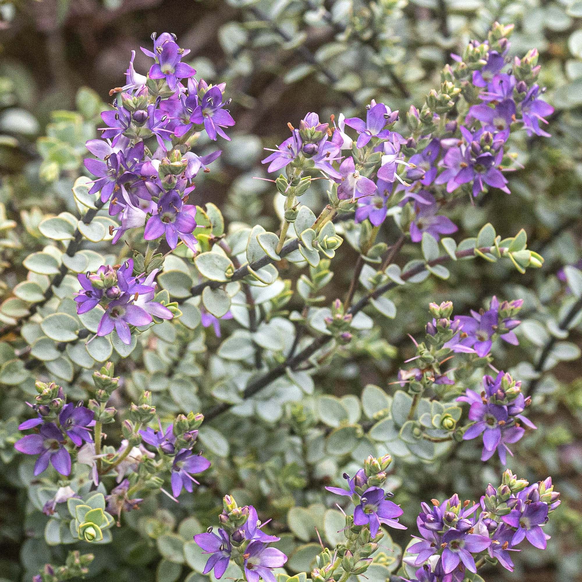 Hebe pimeleoides Quicksilver | Evergreen Hardy Flowering Dwarf Shrub 9cm Pot