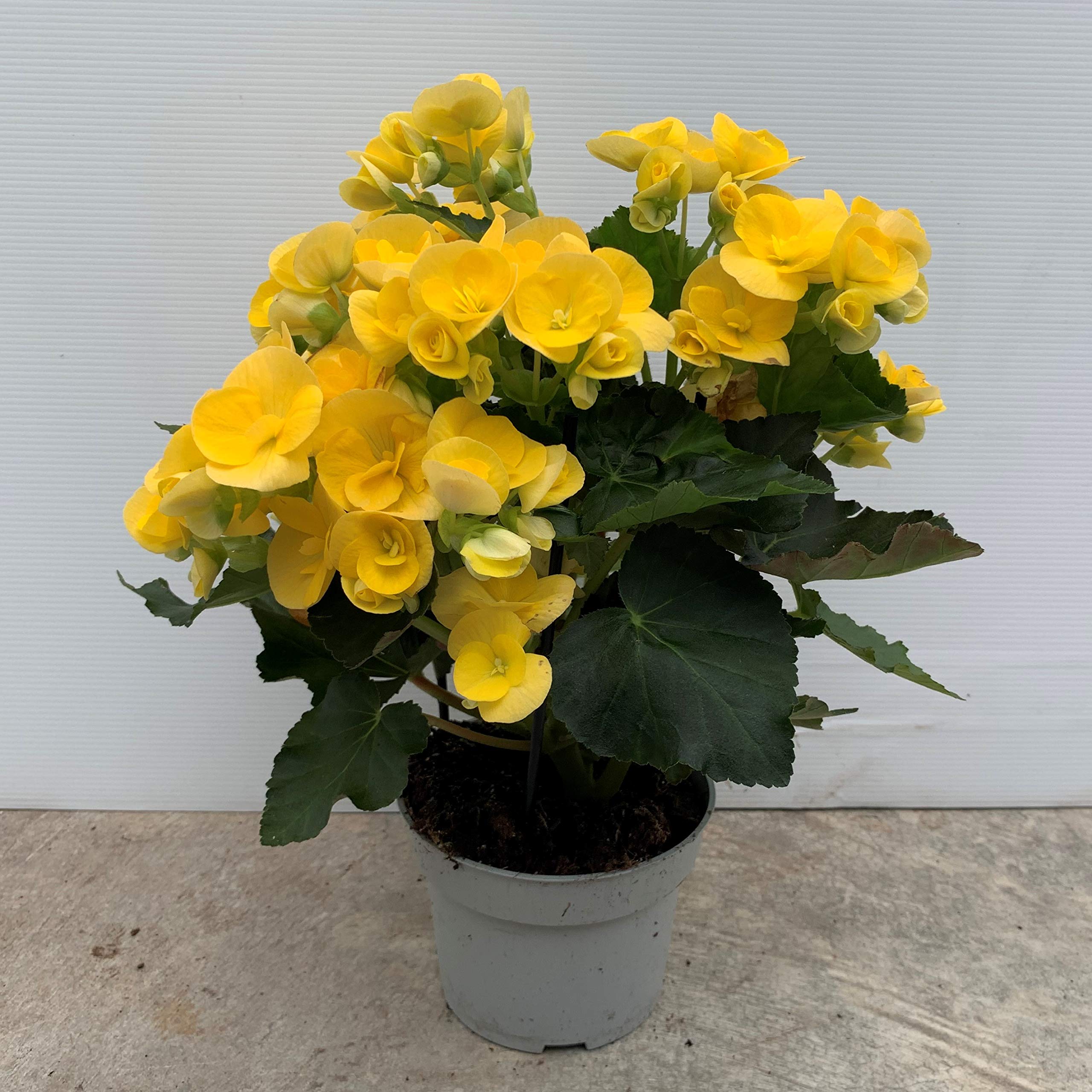 Begonia eliator - PACK 2 unidades - maceta 13cm - altura total aprox. 30cm. - apta para interior y exterior - planta viva - (envíos solo a península)