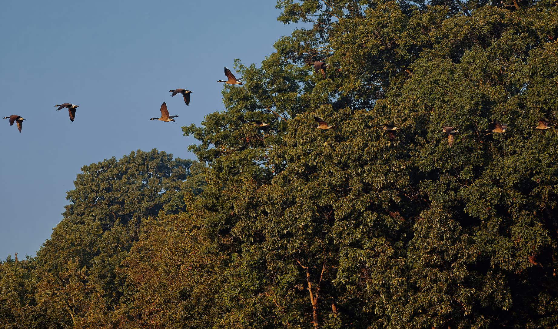 Great wildlife/adventure camera: better autofocus/subject tracking, viewfinder, and video features