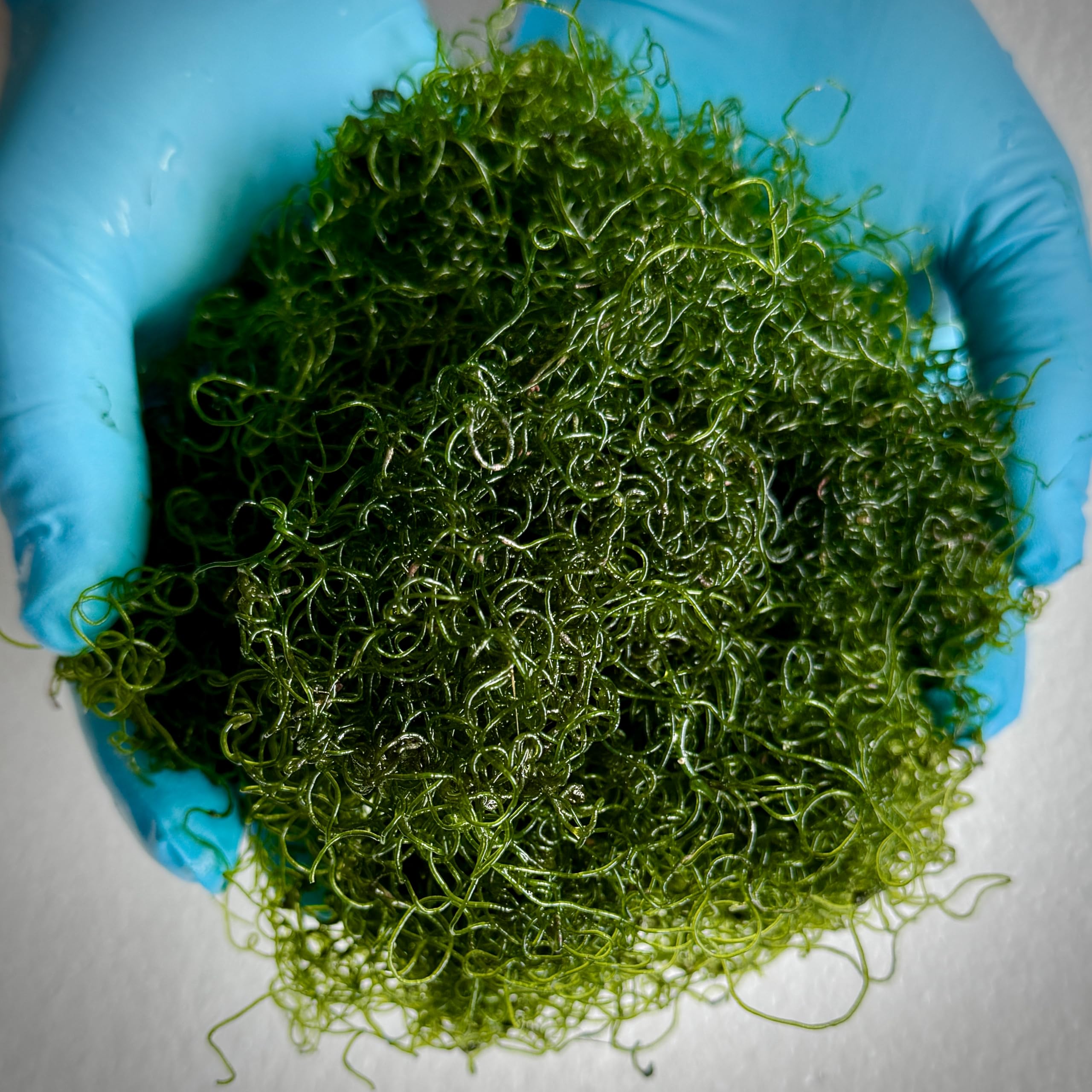 coralSLover. Chaeto. Chaetomorpha Algae 2 Oz. Macro Algae Reef Refugium for Saltwater Tanks.