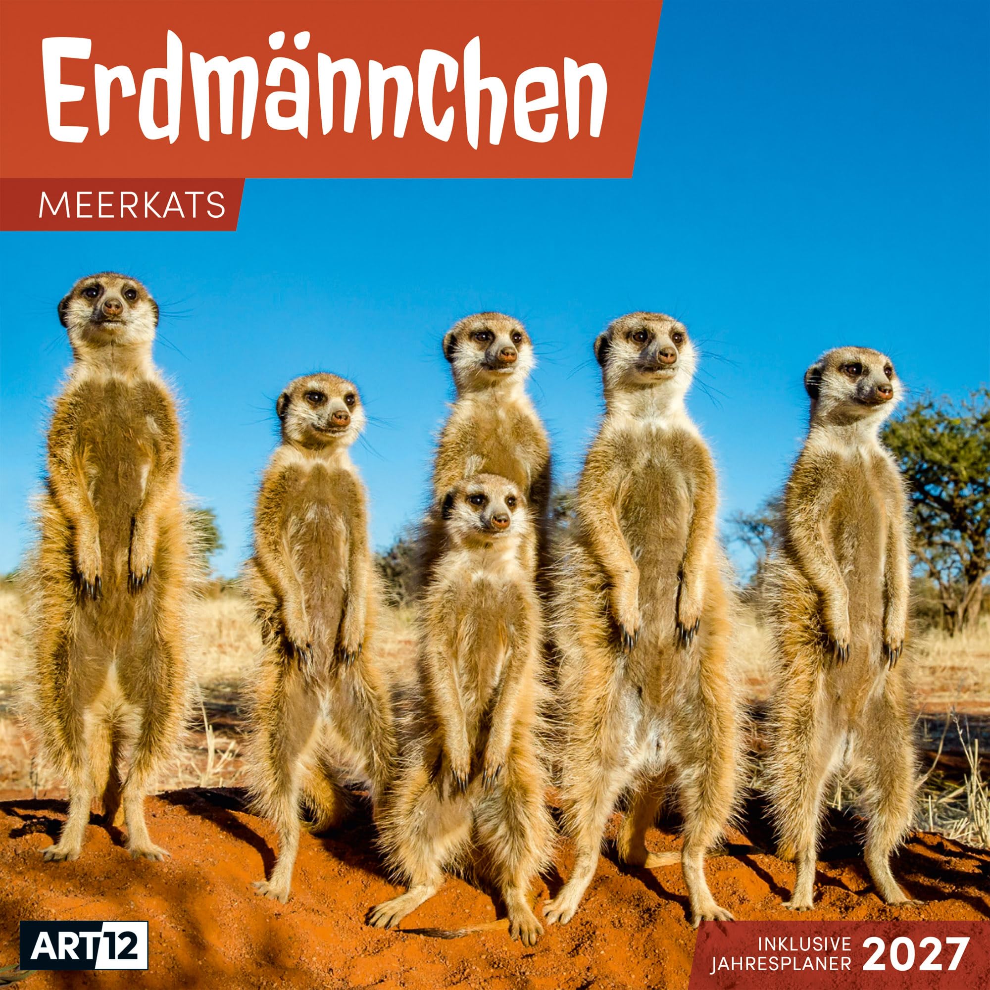 Erdmännchen Kalender 2027 - 30x30 - Art12: Niedlicher Tier-Kalender im schlanken Hochformat (aufgeklappt 30x60 cm) | Eintrage-Kalendarium