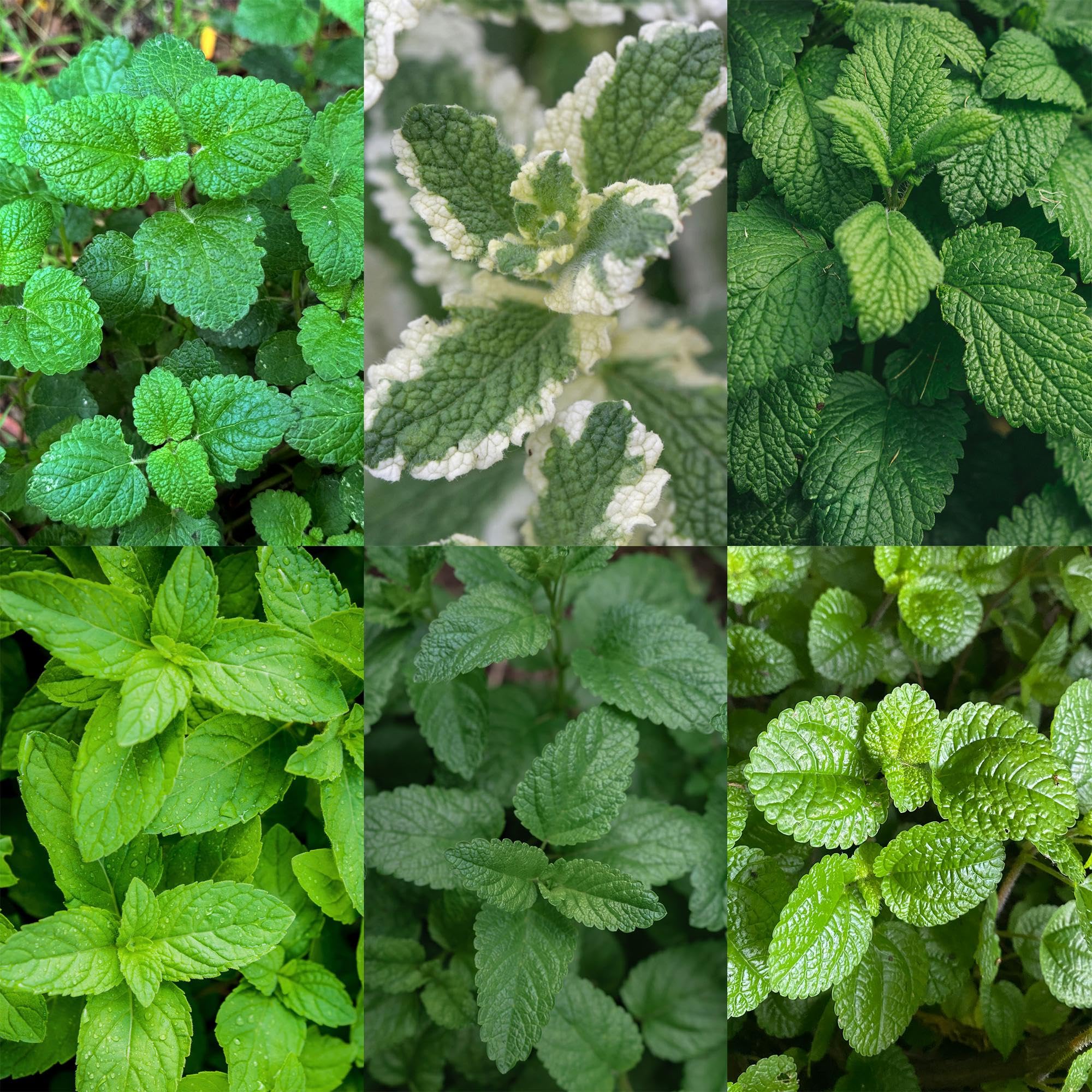Plantas Perennes para Té, Jardín, Multicolor, 6 Plantas, Maceta 11cm