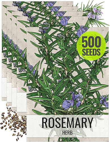 Seed Needs Semillas de romero para plantar, herencia sin OMG y hierbas perennes sin tratar para plantar un jardín de cocina medicinal y culinaria en