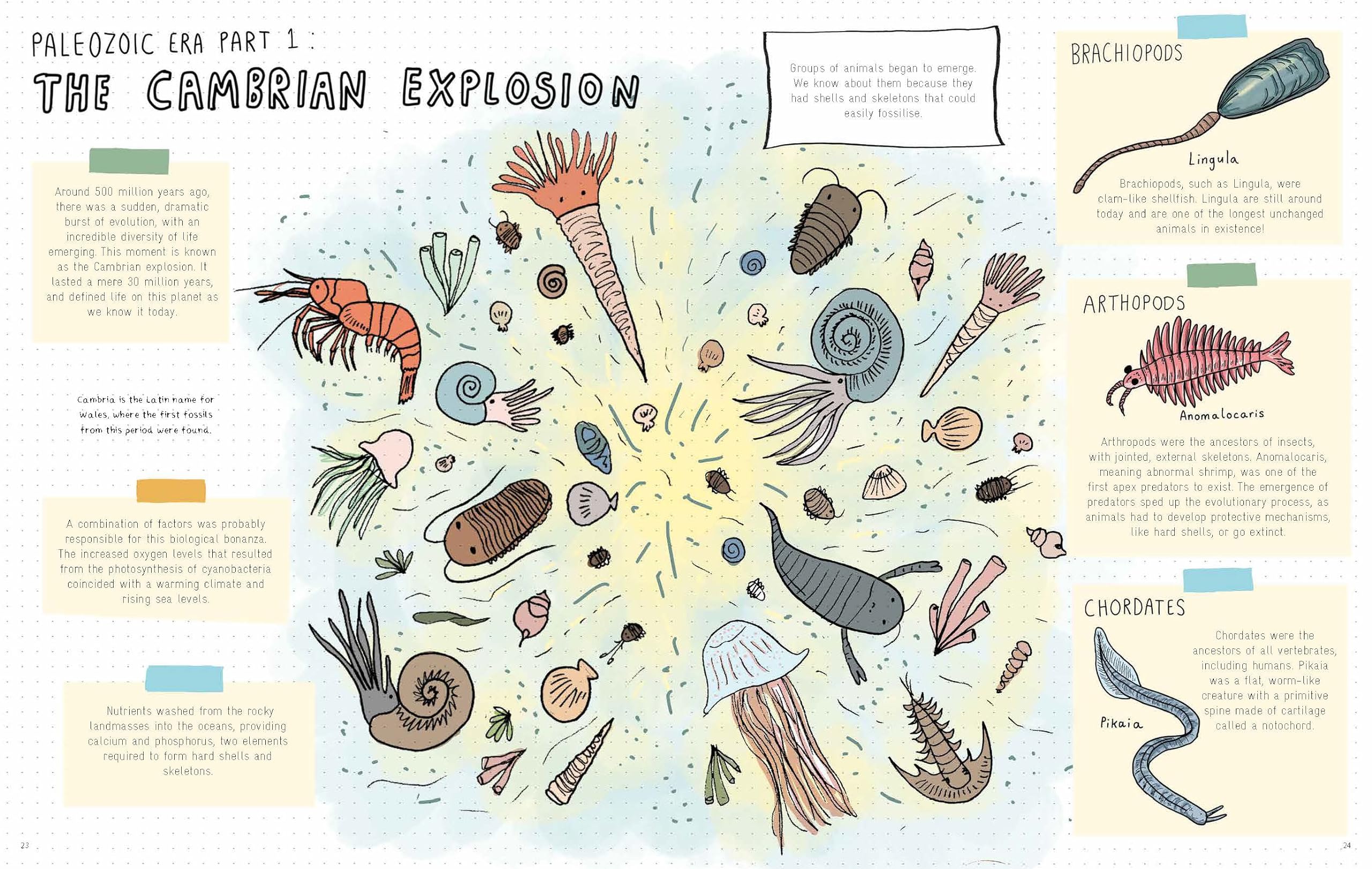 Stones and Bones: Fossils and the stories they tell