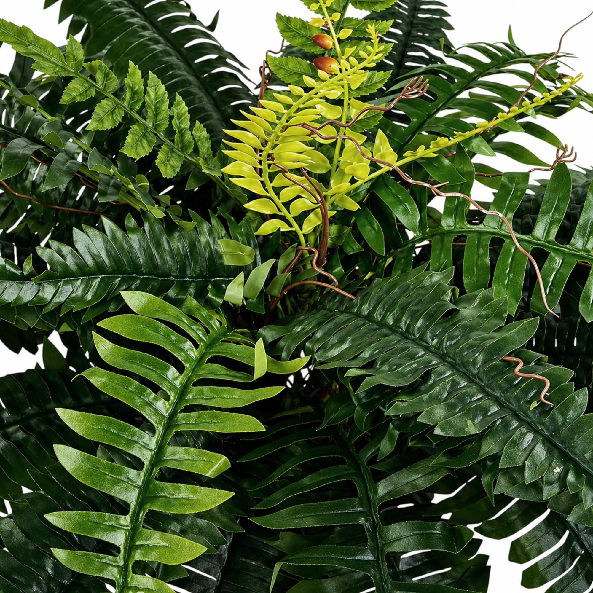 kriechender ehrenpreis im rasen Kriechender Ehrenpreis Veronica repens main image 1