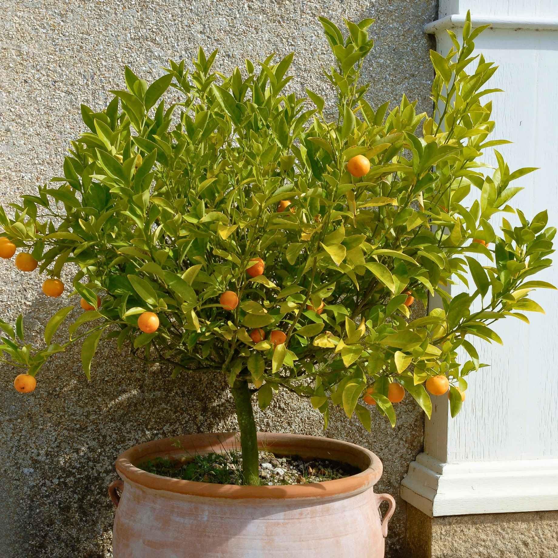 Roots Plants Patio Orange Tree – Sweet Orange Potted Fruit Tree (3L Pot), Live Citrus Plant for Garden, Balcony & Courtyard, Sweet & Juicy Fruit