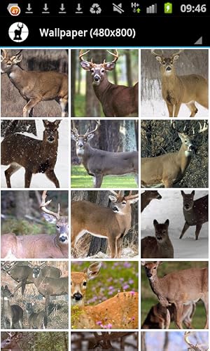 Whitetail or Mule - A Hunters Guide to Deer Hunting - Thumbnail 7
