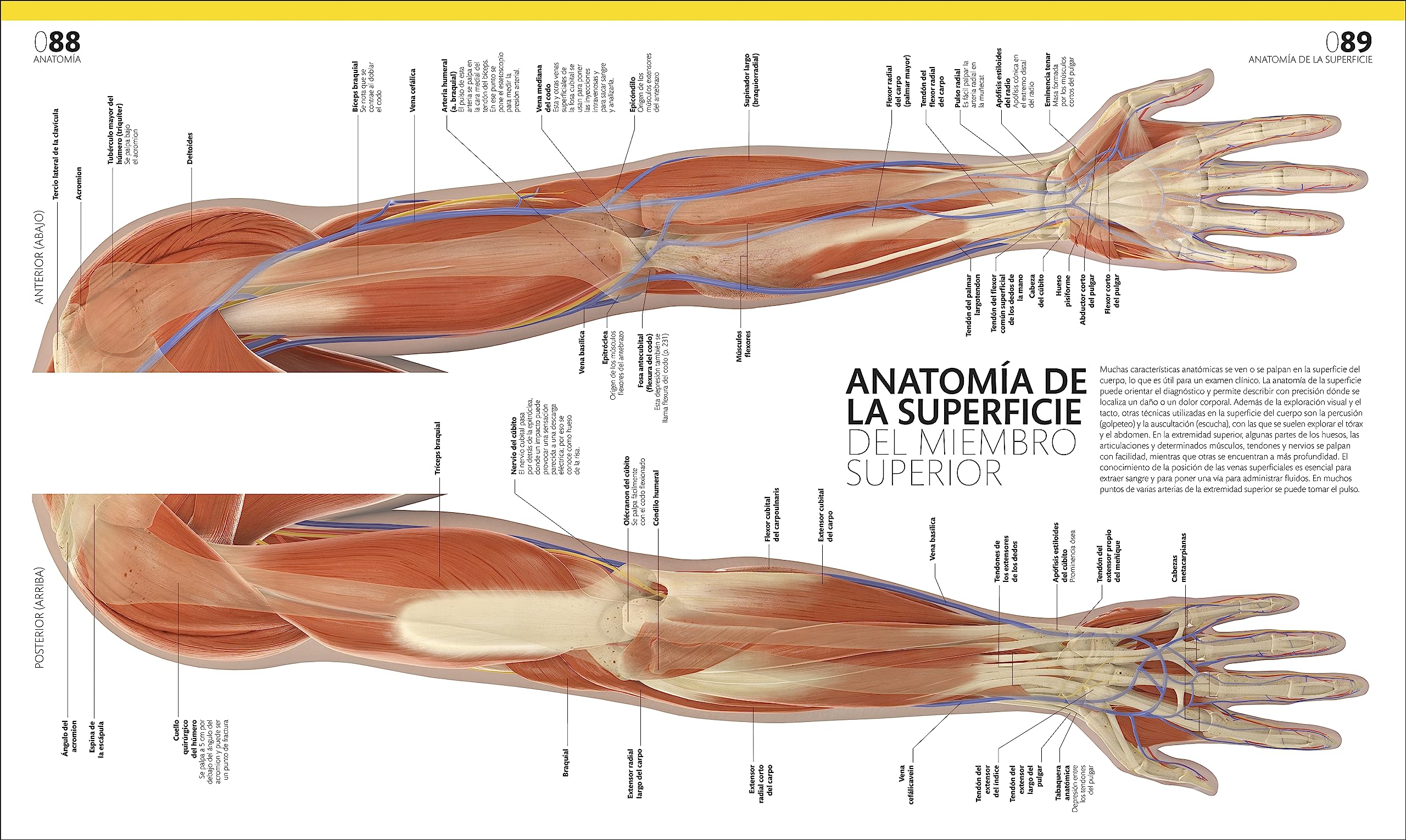 El gran libro del cuerpo humano. Edición actualizada y ampliada: La guía visual definitiva