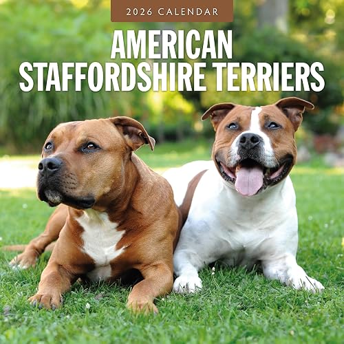 Red Robin 2026 American Staffordshire Terriers Monthly Wall Calendar |