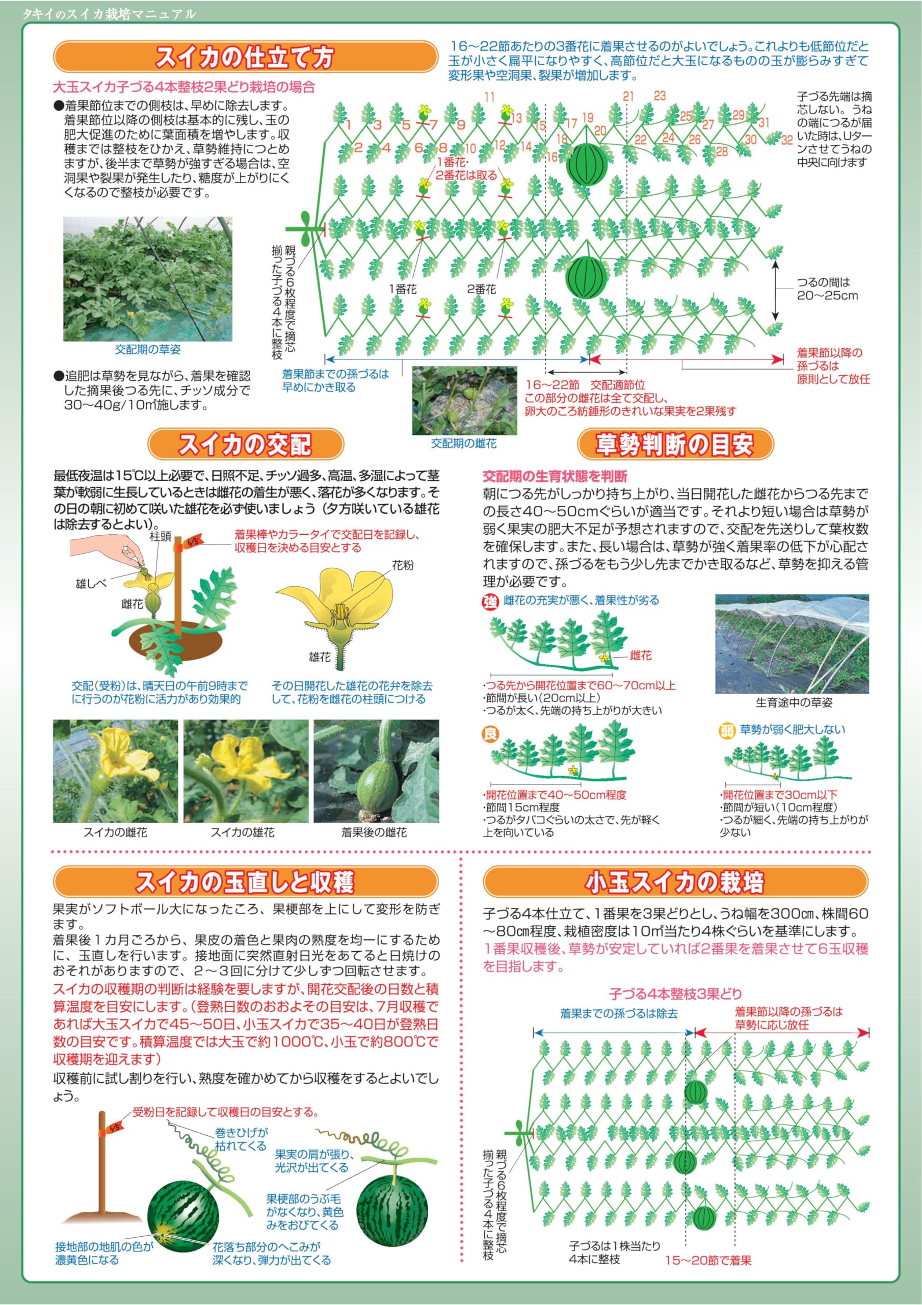 Amazon.co.jp: スイカ（タキイ種苗） 夏野菜接木苗 (紅小玉西瓜, 4月