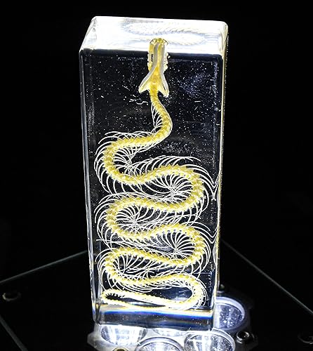 Esqueleto de serpiente de 4.331 in en espécimen de resina Lucite transparente para Halloween, serpientes de reptiles, animales de taxidermia, disponible en Yaxa Peru
