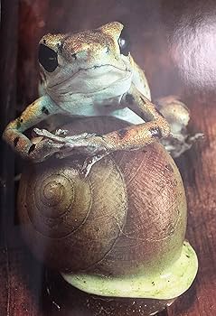 ナショナルジオグラフィックwedgeDAYS National Geographic 1995 05 * May * Sharks * Frogs * Oman