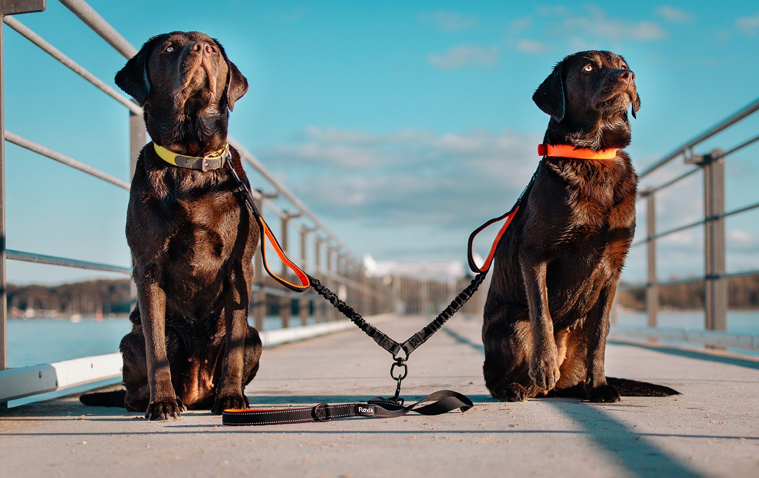 Floxik Laisse Double, Grande, Flexible, Réfléchissante Premium pour Deux Chiens, avec Support Court
