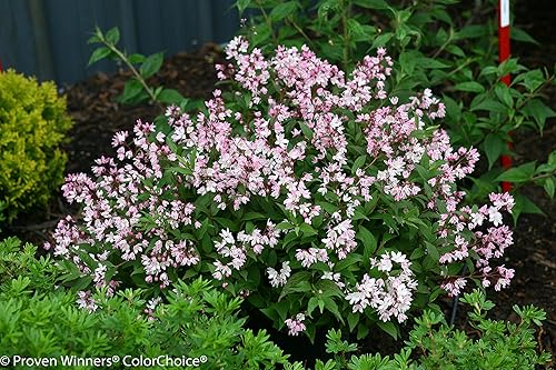 Miniatura 8 de Yuki Cherry Blossom (Deutzia) - Arbusto vivo, flores de color rosa claro, 1 galón