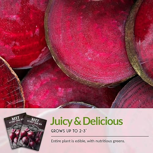 Miniatura 7 de Survival Garden Seeds - Semilla de remolacha roja oscura de Detroit para plantar - 2 paquetes con instrucciones para plantar y cultivar deliciosas