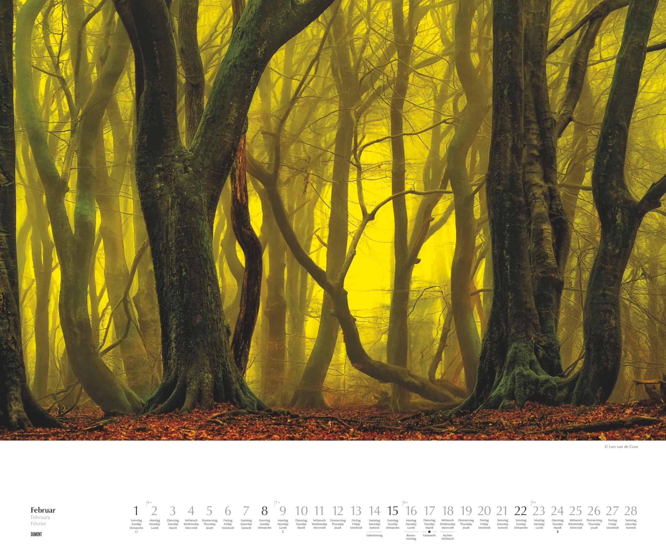 DUMONT - Waldspaziergang 2026 – Fotokunst-Kalender Querformat 60 x 50 cm – Naturfotografie von Lars van de Goor für Wald- & Naturfreunde: A walk in the Woods Promenade en foret