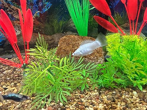 Miniatura 5 de Piedra de acuario para clarificación natural del agua y eliminación de olores con microvida beneficiosa (pequeño)