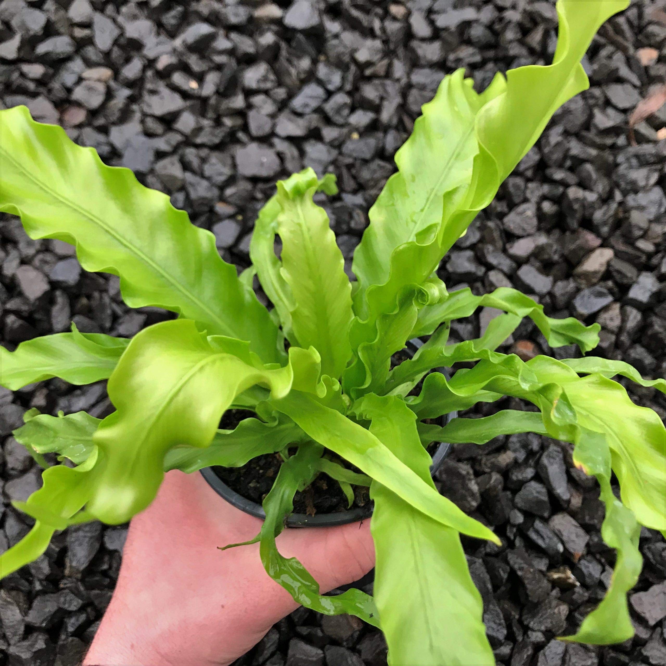 buy pineapple plants online Pineapple Plant