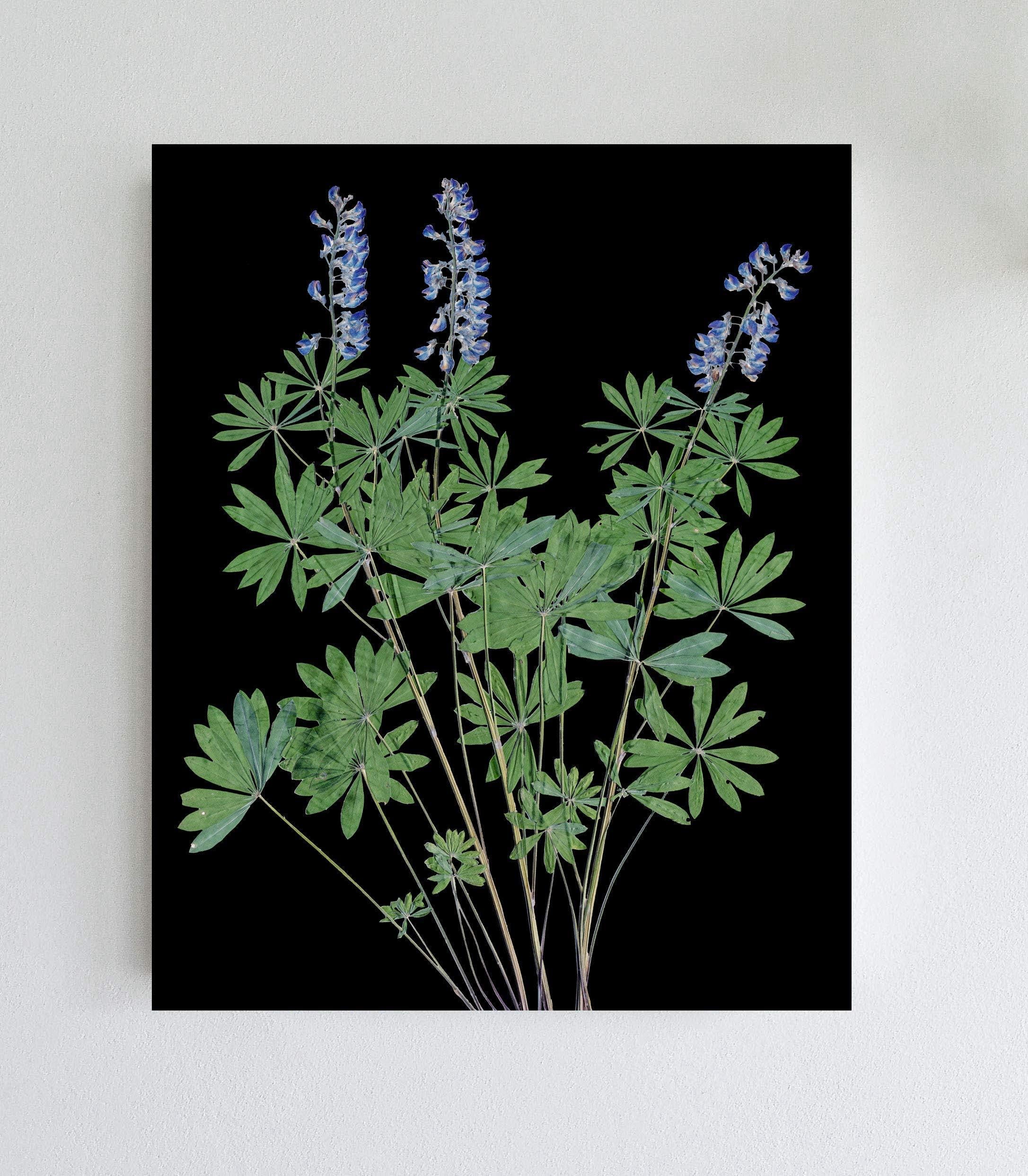 Lupine Bluebonnet Botanical Print with Black Background - Pressed Flowers Wall Art - 5X7, 8X10, 11X14 or 16X20 - Unframed