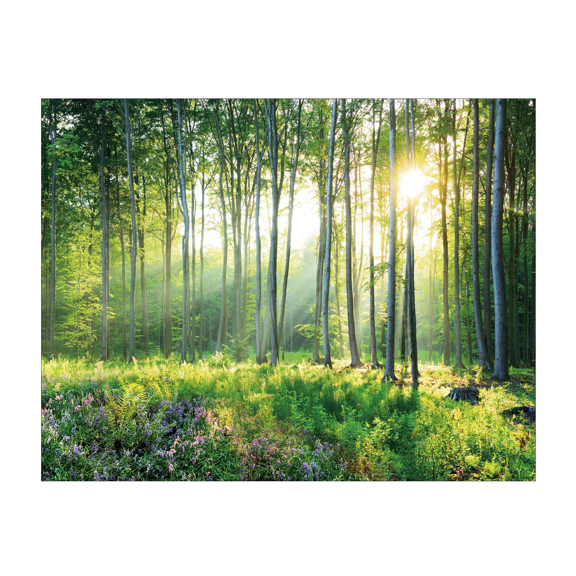 Photo Wallpaper Forest Landscape Relaxing Road In The, 47 OFF