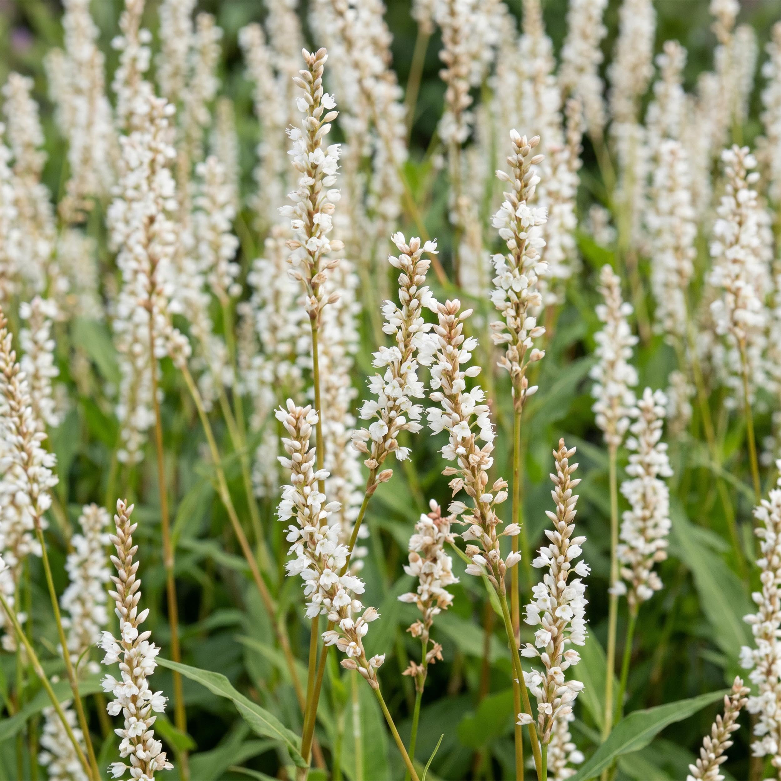 Persicaria ampl. Alba – rdest – cień – biały – 3 rośliny - 15-25cm - Ø11cm - Roślina ogrodowa