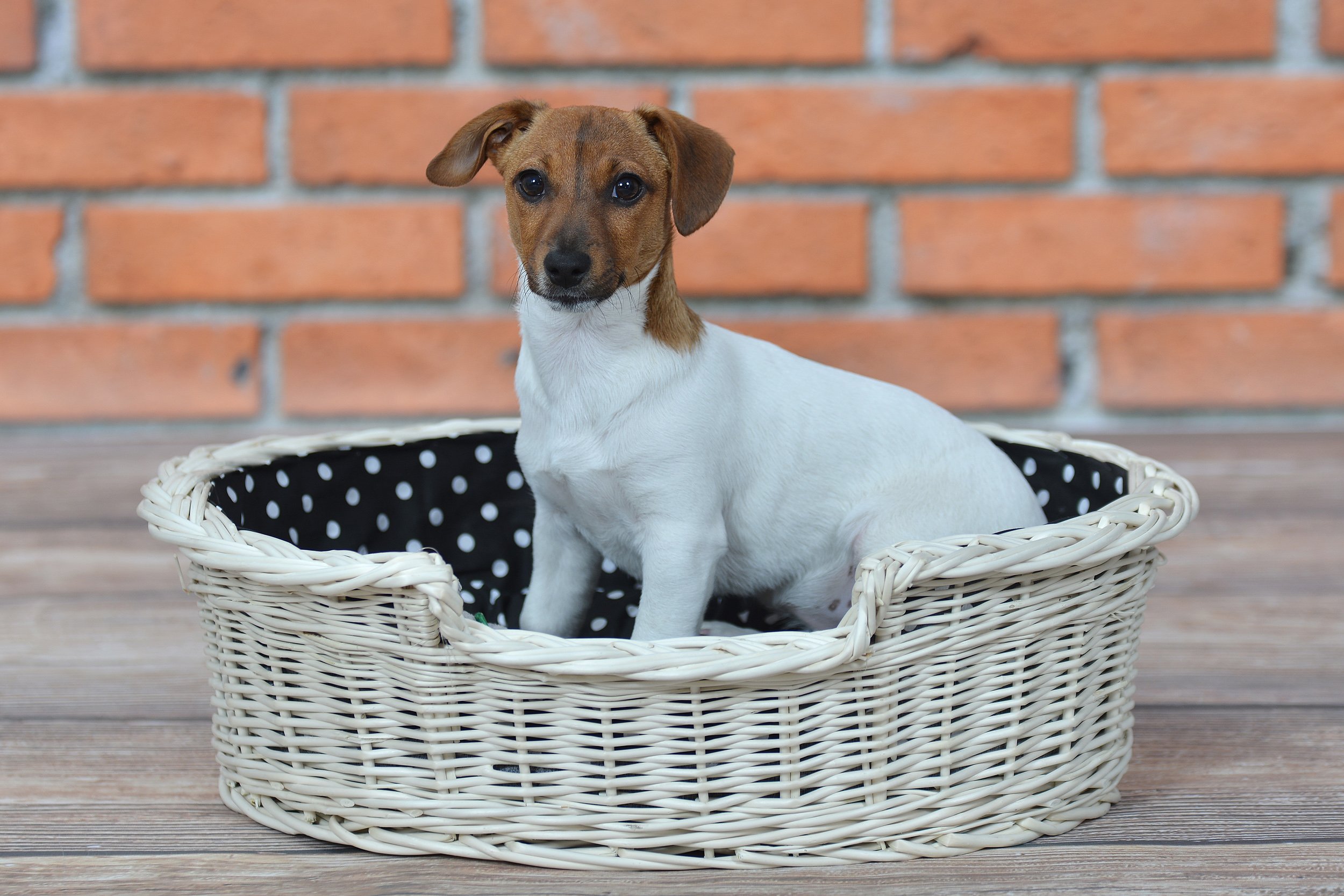 e-wicker24 - Cesto in vimini naturale, 100 cm, bianco-nero