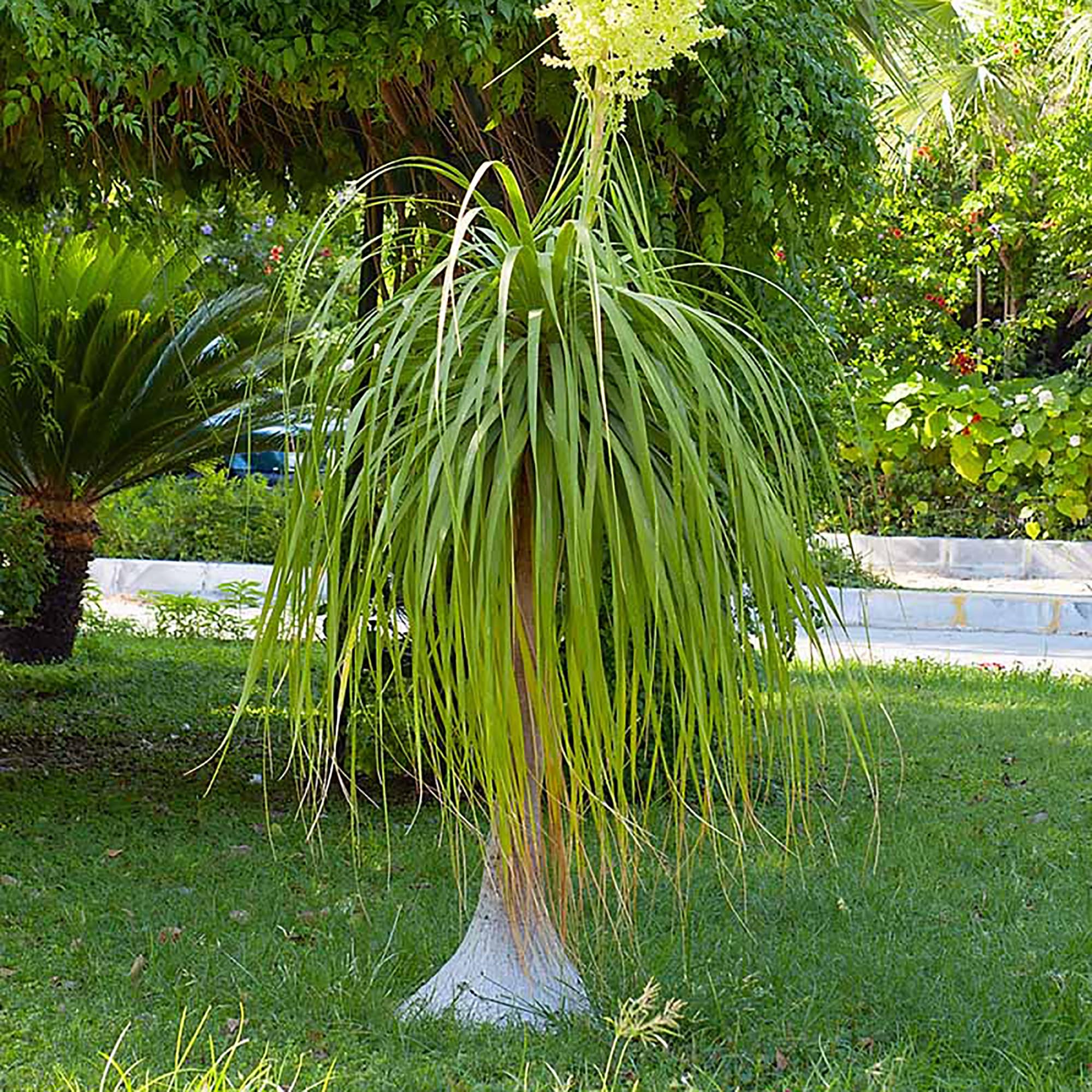Amazon.com : QAUZUY GARDEN 10 Ponytail Palm Tree Seeds, Heirloom