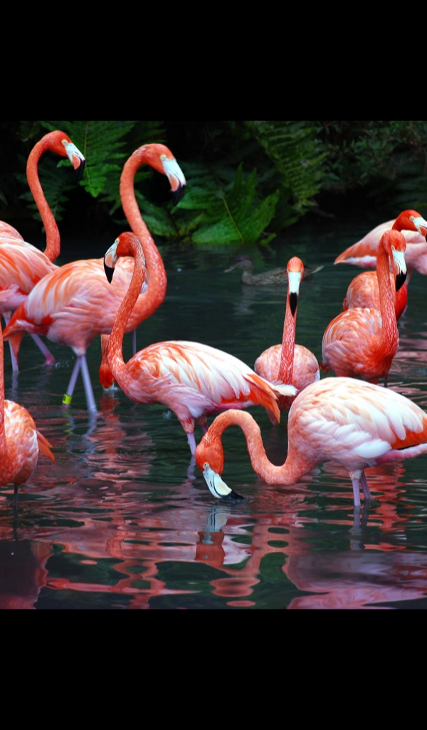 Flamingo Wallpaper Amazon