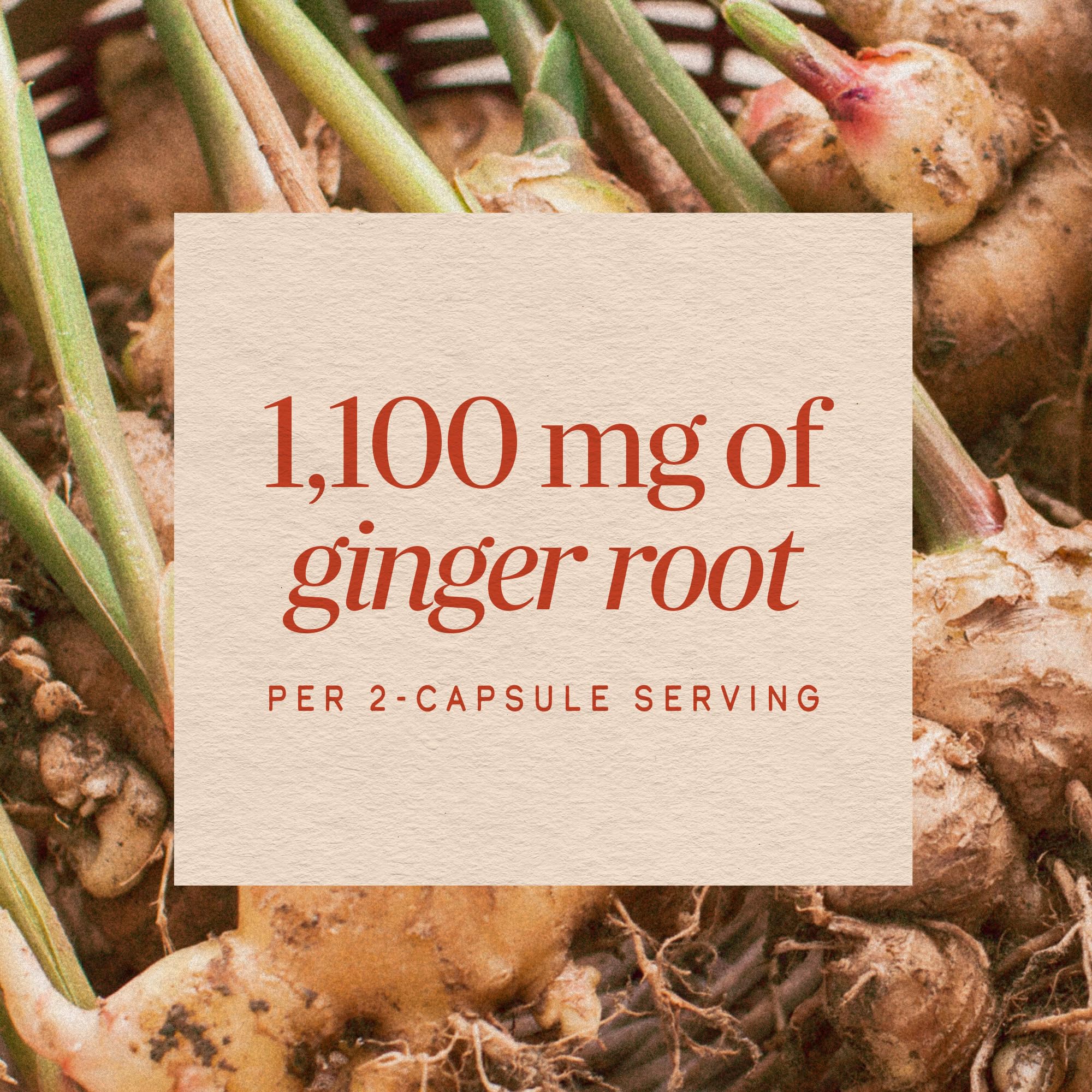 Nature's Way Ginger Root Capsules,1,100 mg per Serving, Vegan, 100 ct — Amazon image 4