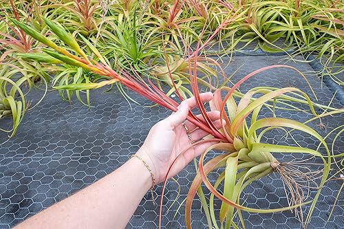 Miniatura 6 de Air plant shop Tillandsia Roland Gosselini - Plantas suculentas vivas para el hogar, disponibles al por mayor y a granel, decoración del hogar y el