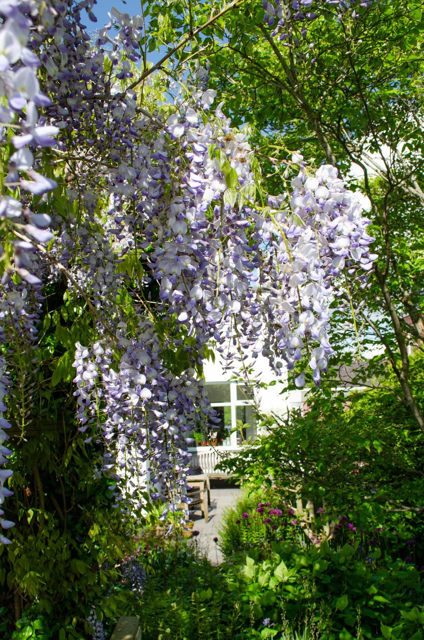 Hello Plants Wisteria Sinensis Caroline Edelblauregen Lila Kletterpflanze  im  15 cm Pflanzentopf - Hhe: 65 cm - Blauregen Gartenpflanze Zierpflanze  zur Fassadenbegrnung Hauswand Mauern : Amazon.de: Garten