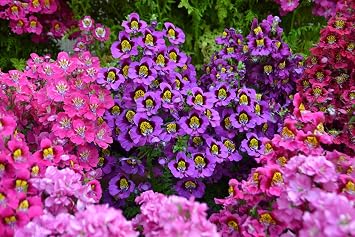 200 Mixed Colors Butterfly Orchid Poor Mans Orchid/Angel Wings Schizanthus Wisetonsis Flower Seeds