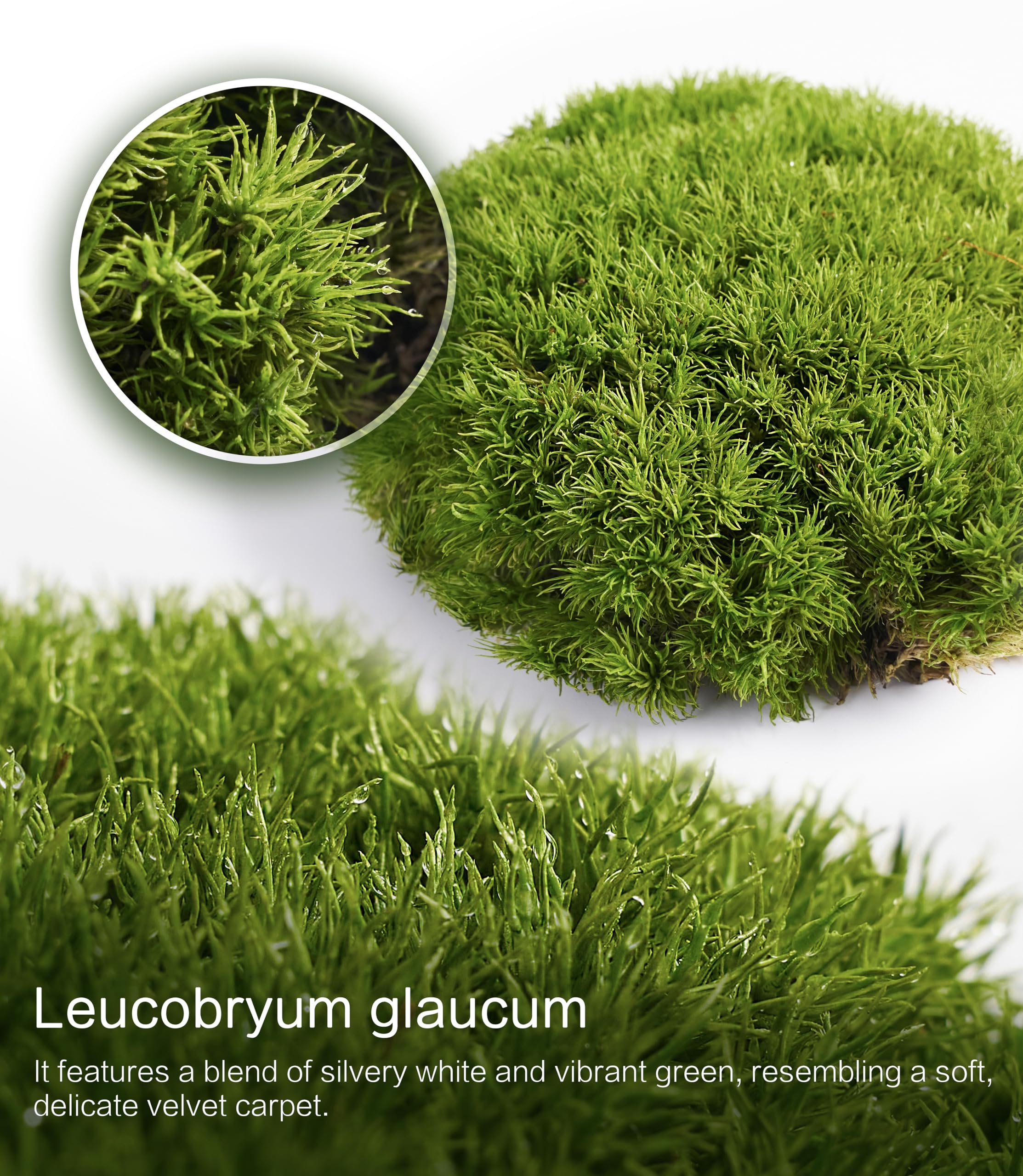 LUCKY PLANT - Paquete variado de musgo vivo fresco, ideal para terrarios de bricolaje, bonsái en miniatura, plantas en maceta, reptiles, suculentas (una pieza entera de musgo fresco de 8 x 8 pulgadas)