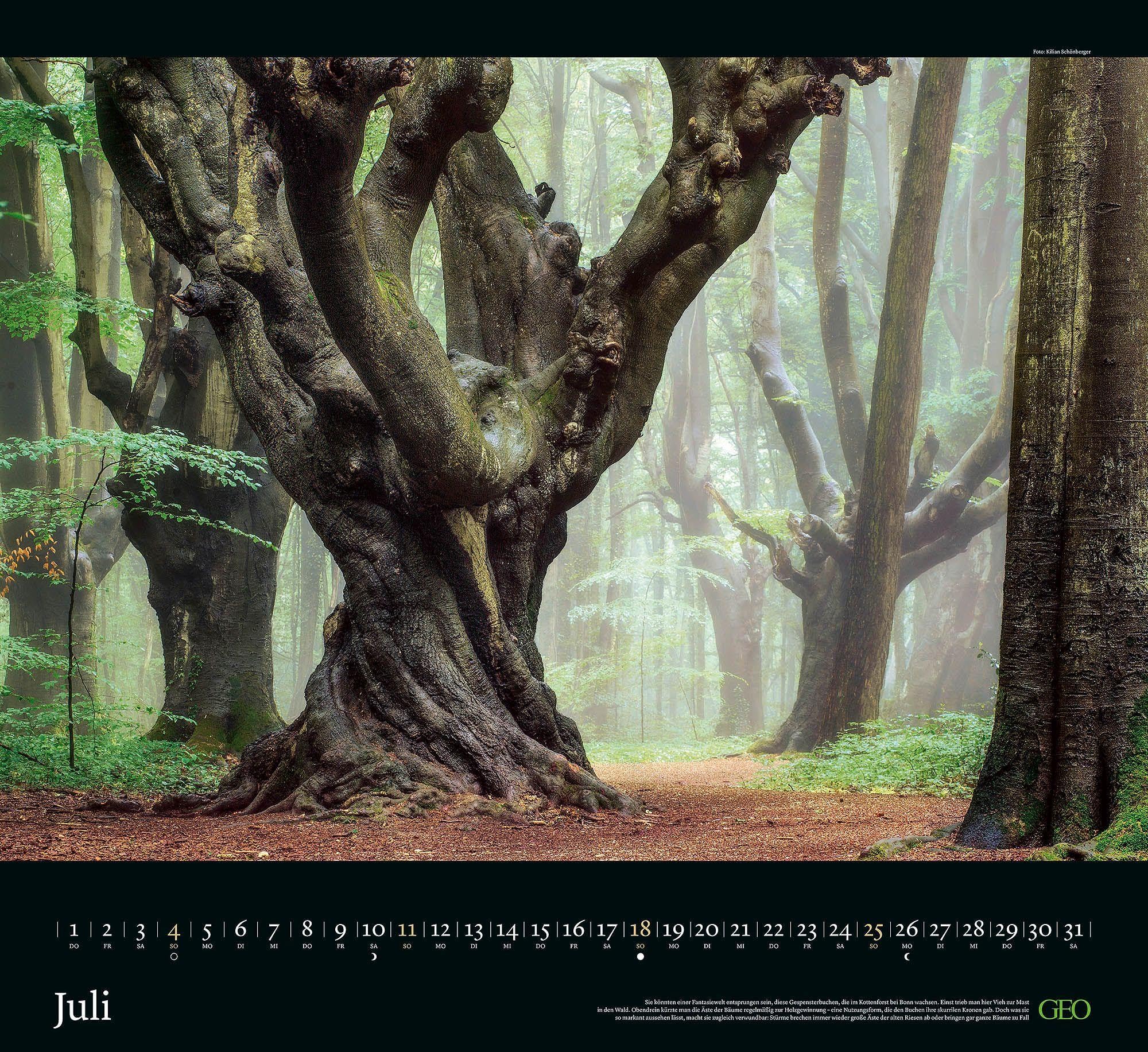 GEO Kalender: Sehnsucht Wald 2027: Wandkalender 60x55 cm mit 12 stimmungsvollen Waldfotografien, deutschem Kalendarium und Spiralbindung