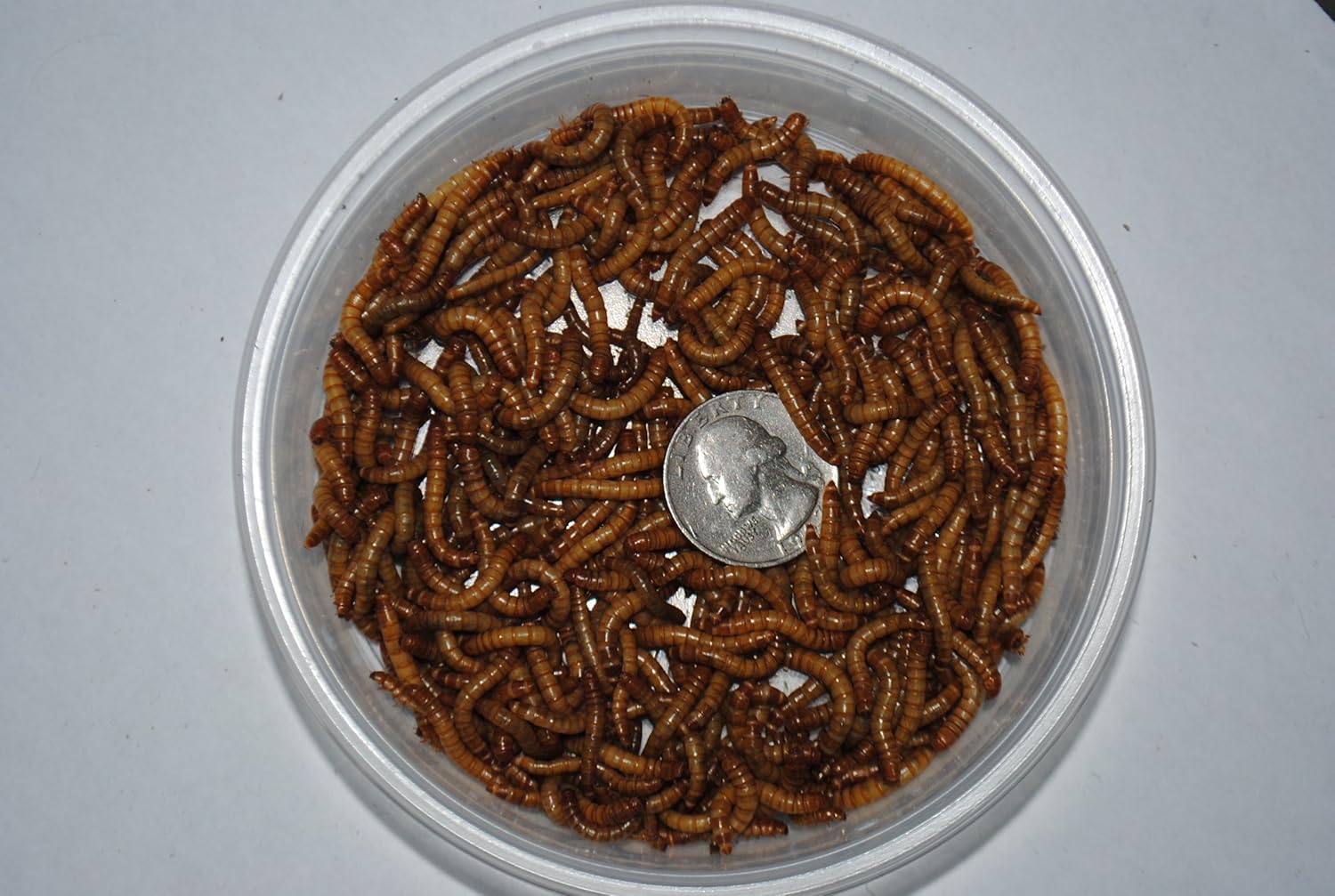 BASSETT'S CRICKET RANCH 1000 Live Mealworms : Meal Worms Animal Food : Pet Supplies