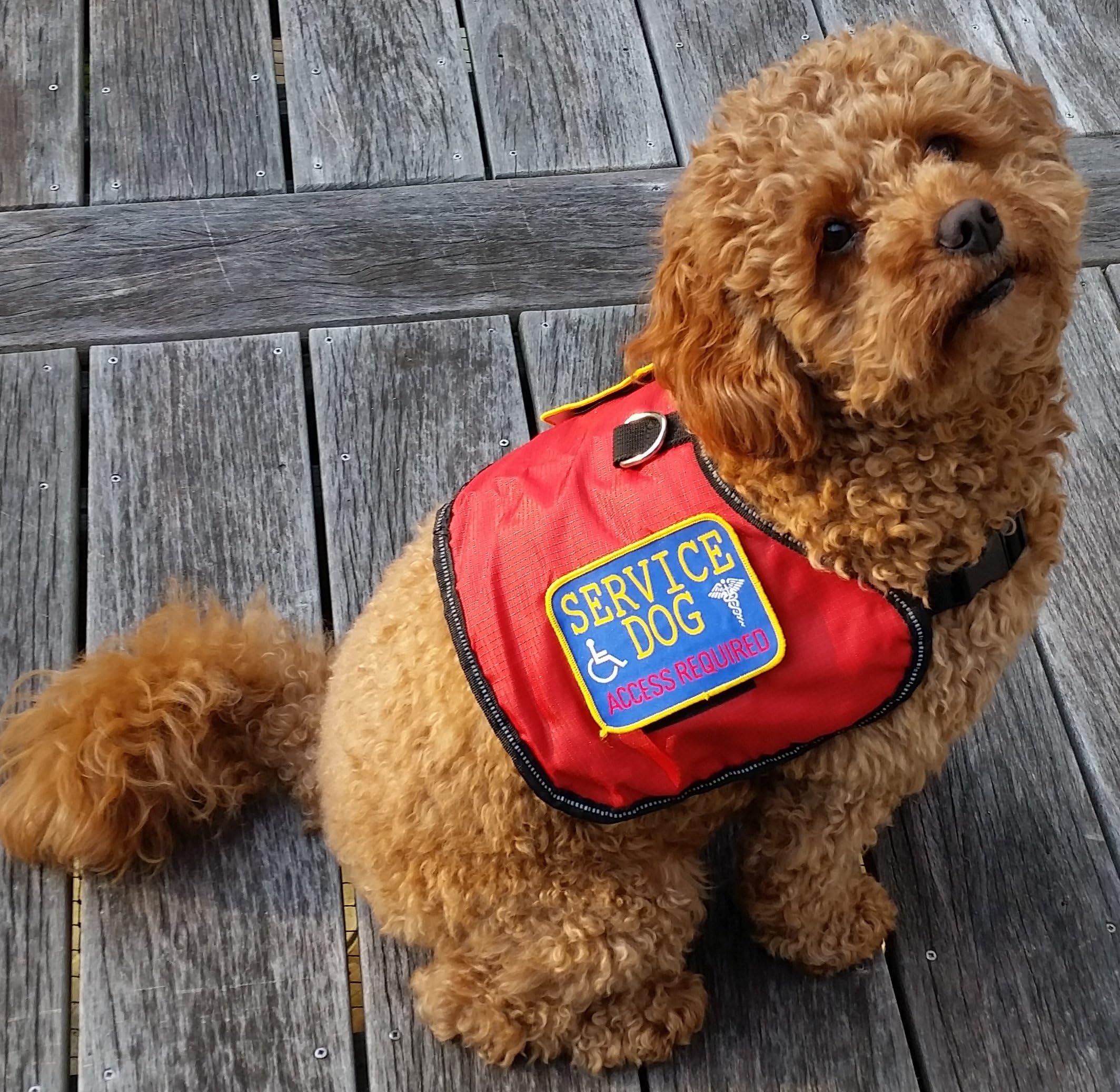 Authentic Service Dog Vest Large