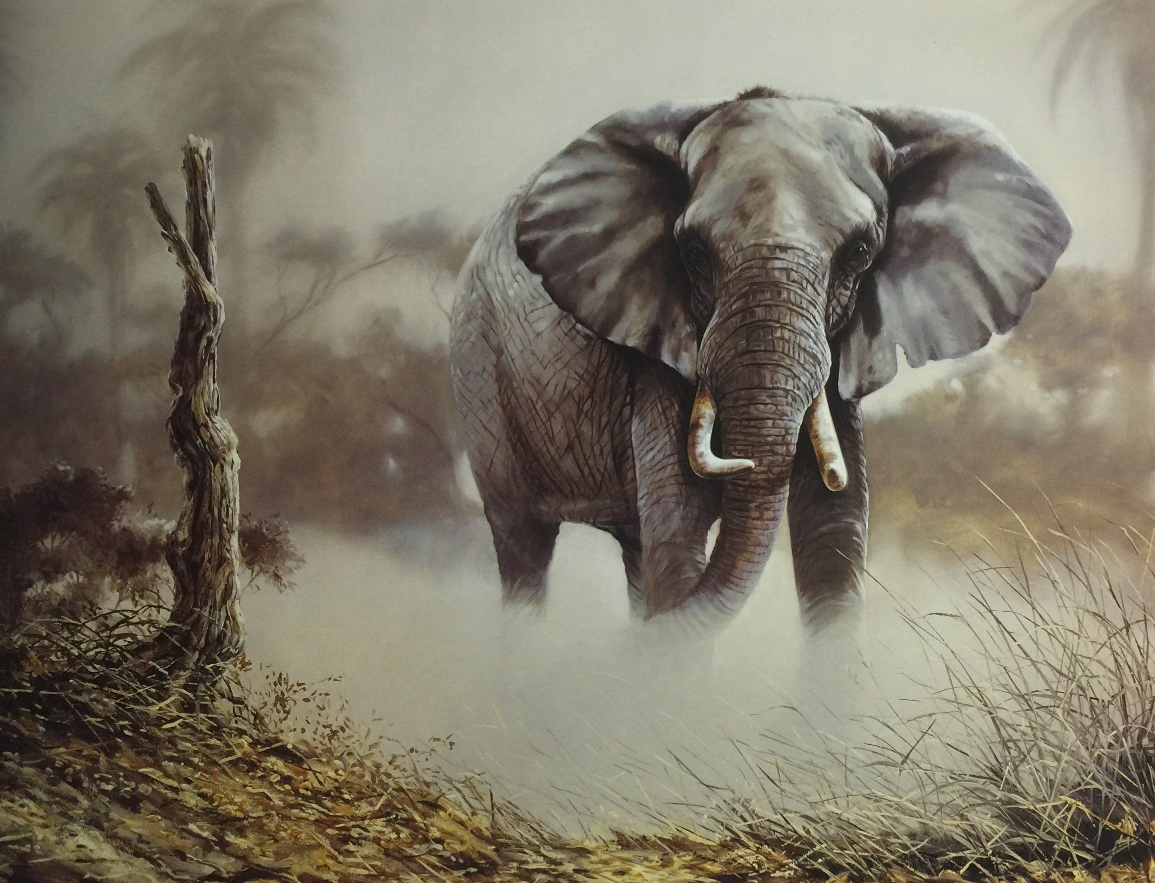 Amazon.com: Elephant in The Dust (Elephant) - Spencer Hodge 20x24