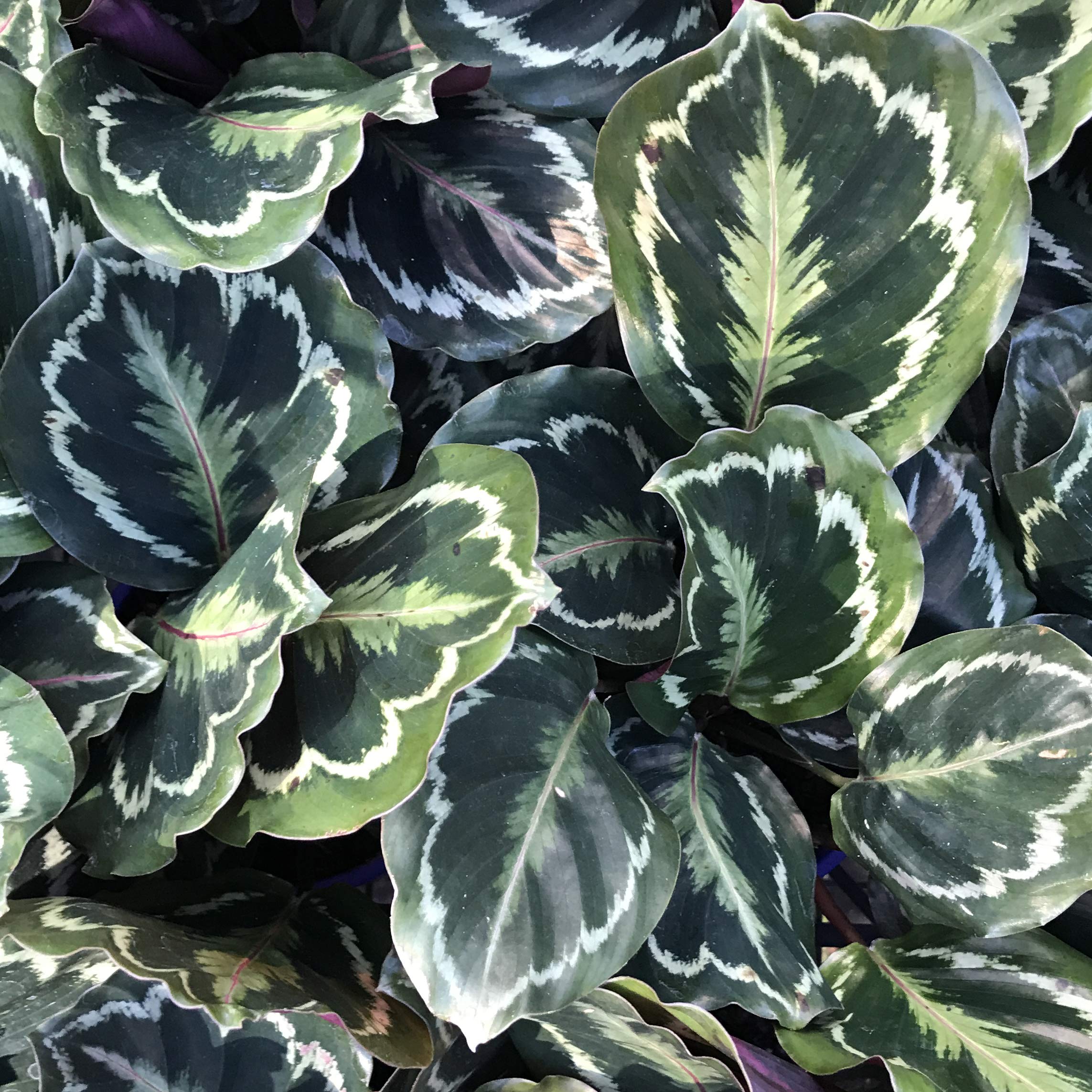 Amazon.com : Calathea Medallion - Live Plant in a 4 Inch Pot - Calathea  Roseopicta - Beautiful Easy to Grow Air Purifying Indoor Plant : Patio,  Lawn & Garden