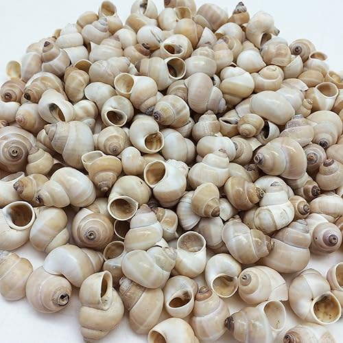 Miniatura 7 de PEPPERLONELY 100 piezas de conchas marinas de Nerite Zig Zag, 12 pulgada  34 pulgadas
