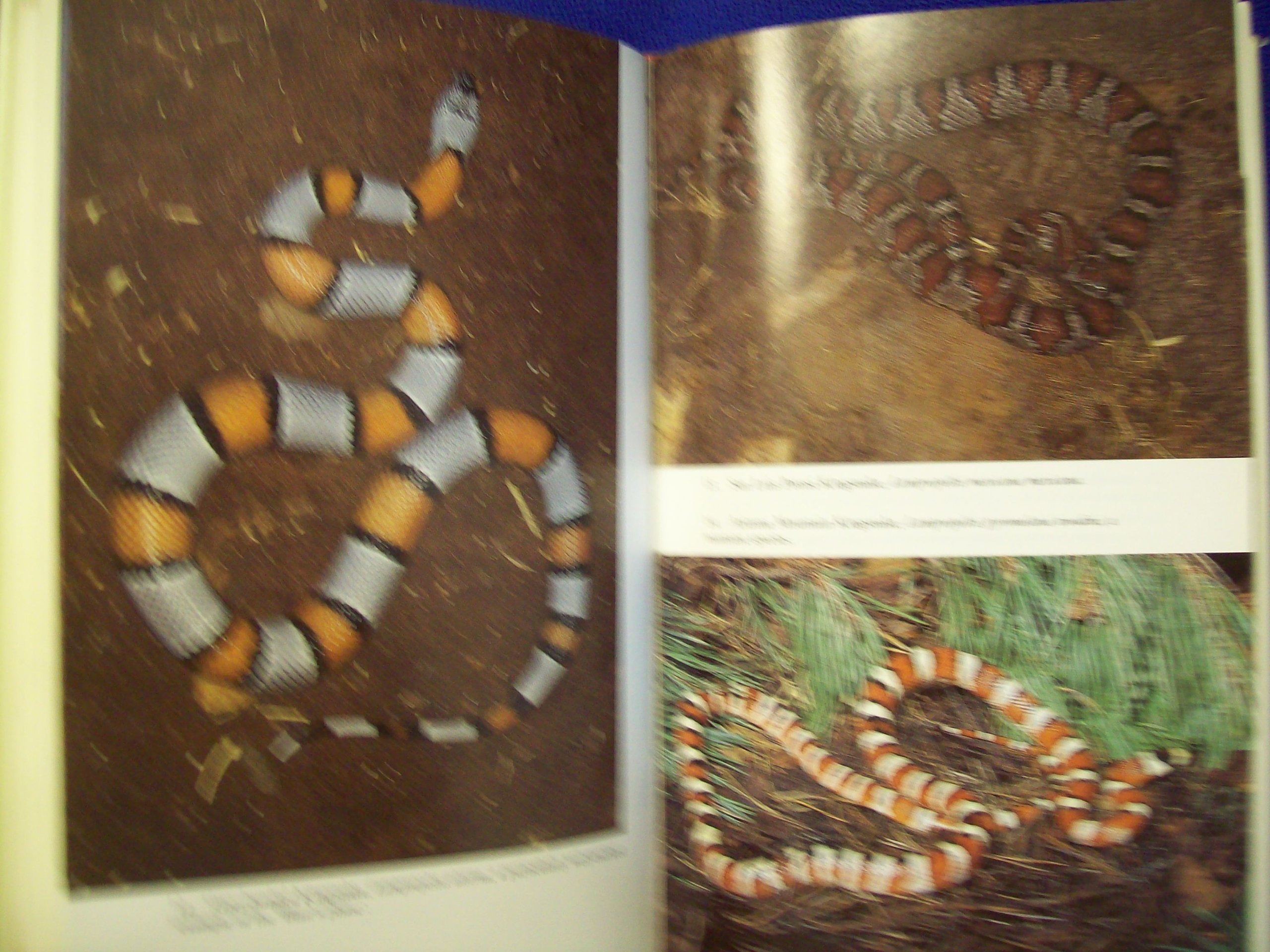 Keeping and Breeding Snakes
