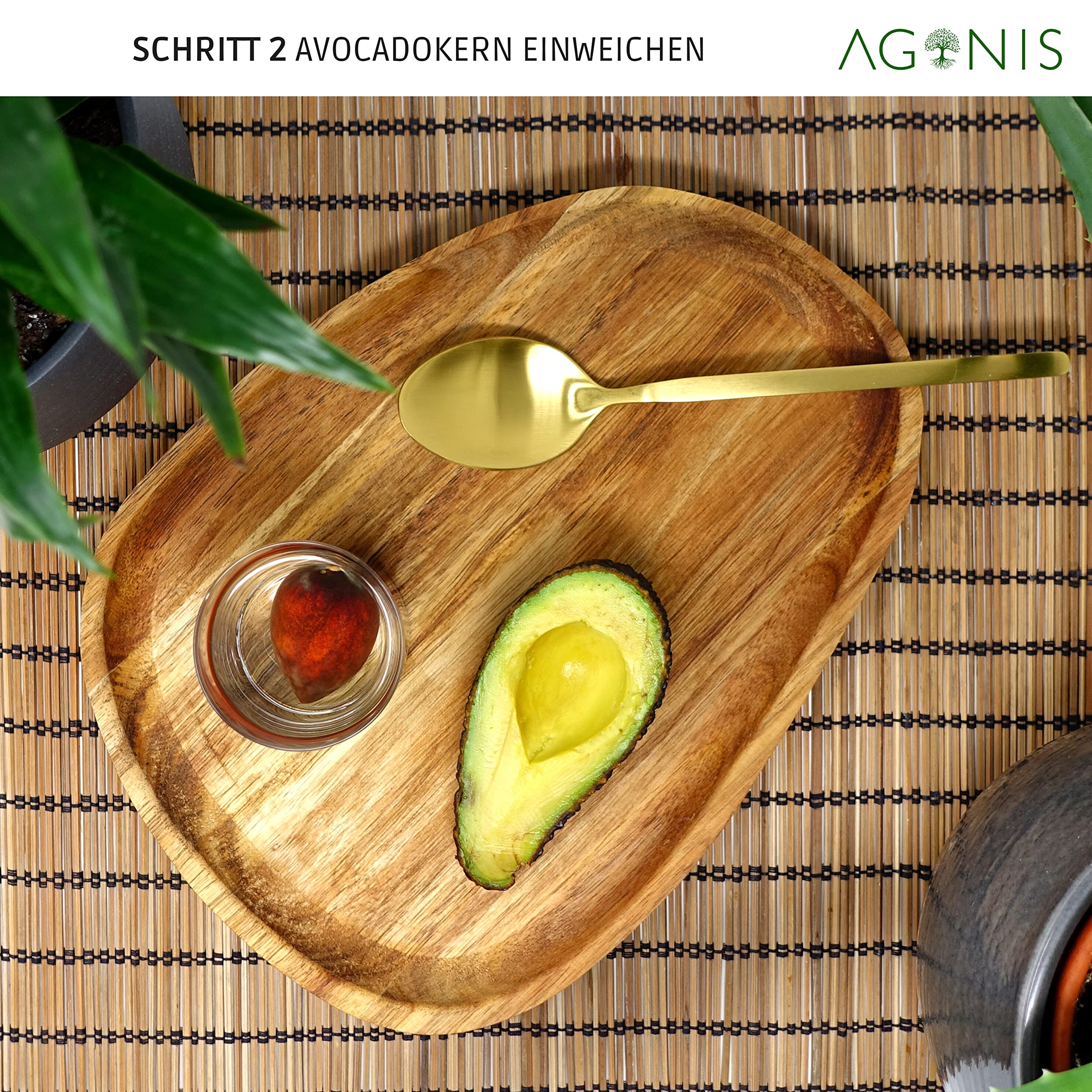 AGONIS® Aufzucht-Glas für Avocados und Kastanien | Hochwertiges Keimglas, besonderes Garten Geschenk, Aufzuchtset für Kerne, Samen, Keime
