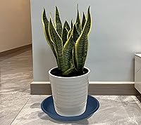 Vista 9 de 5 Packs Plant Saucer Pot Tray 6 8 10 12 14 16 19 20 Inch Plastic Flower Planter Saucers and Drip Trays for Indoors Outdoors, Heavy Durable Plant