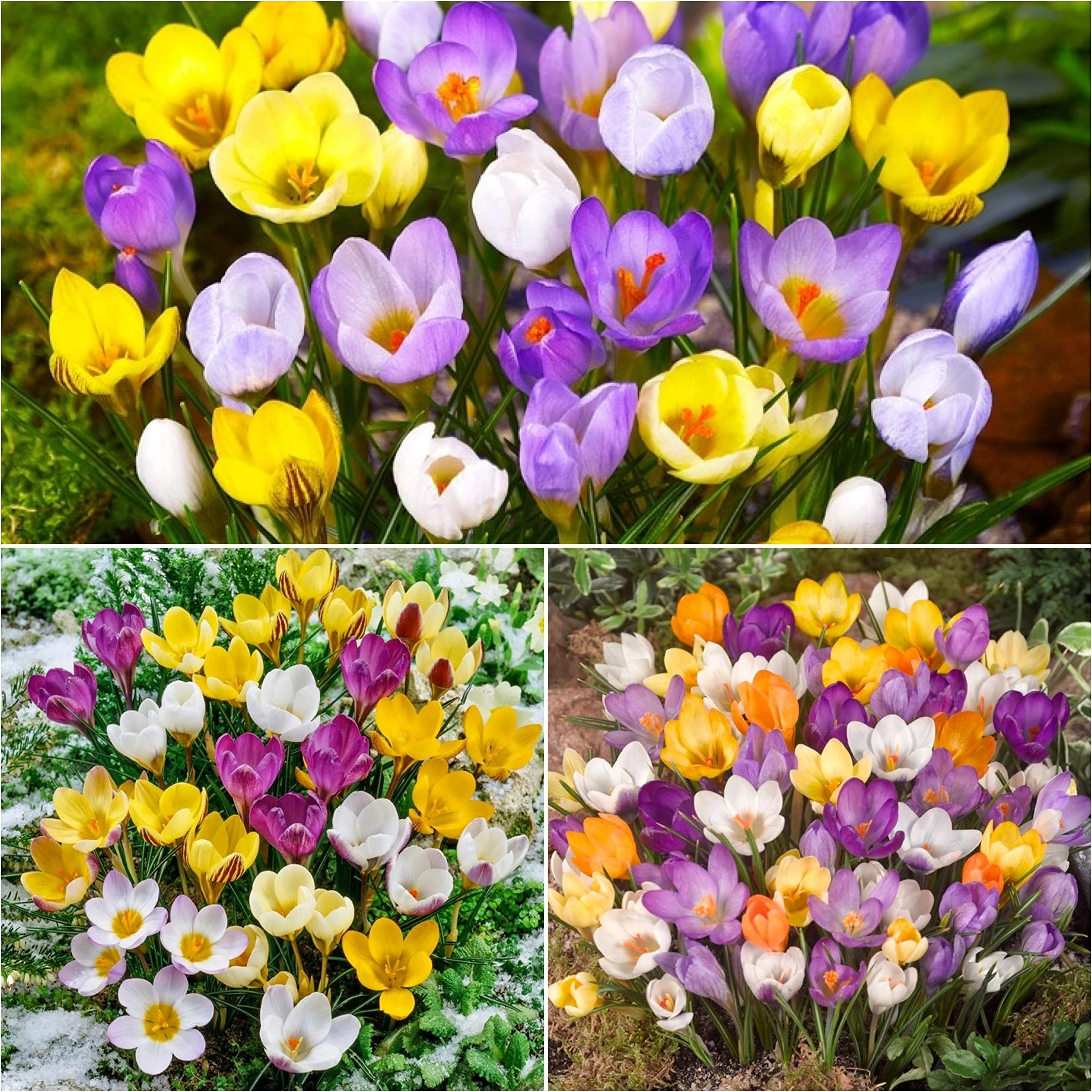 10 x Crocus Bulbs - Mixed Species Crocus - Spring Flowering Bulbs - Crocus Bulbs for Planting Now UK - Size 5/7 - (Free UK P&P)